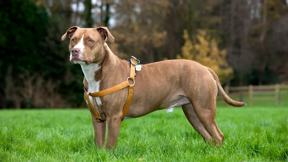 American Stafford Terrier