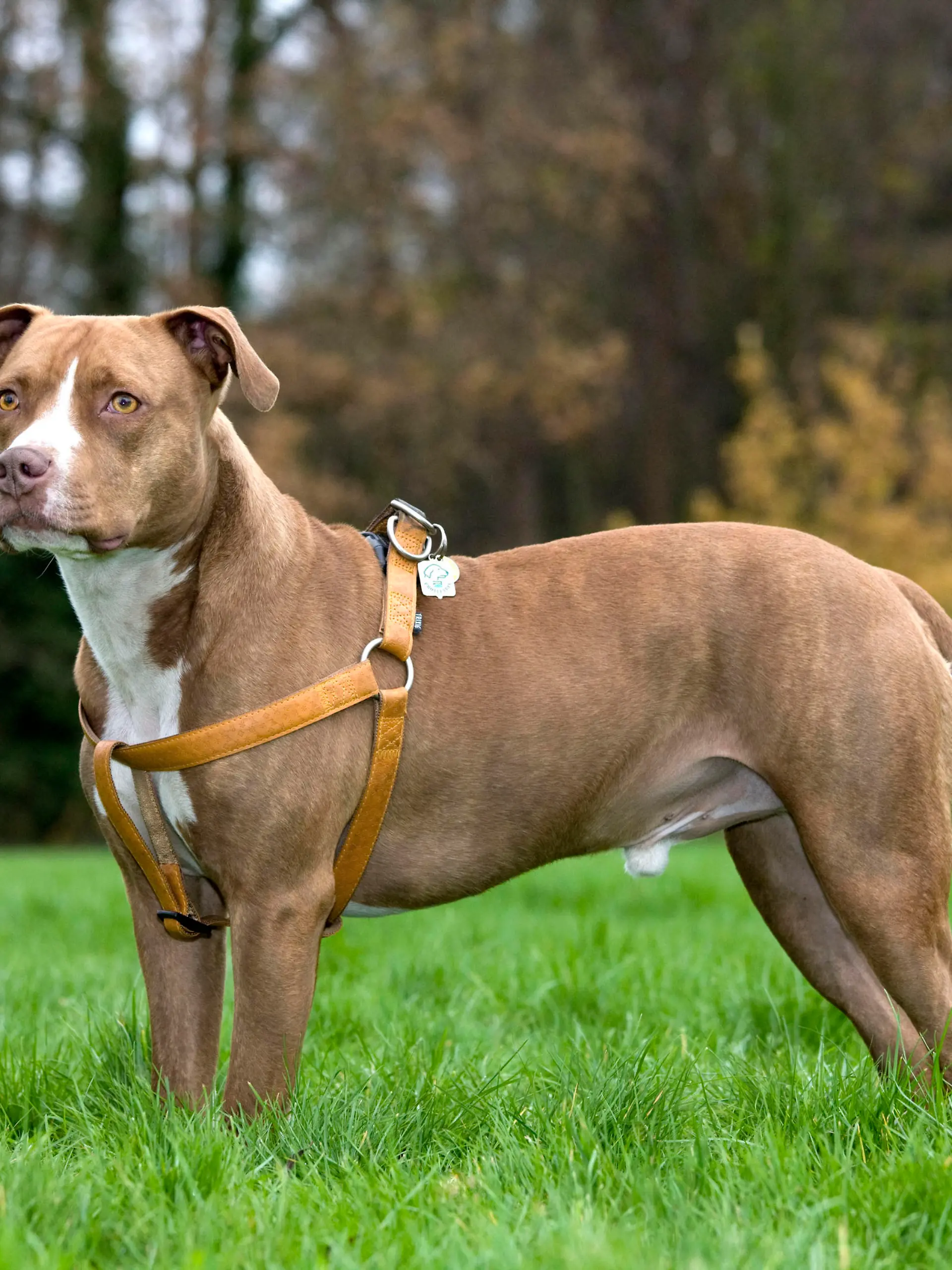 American Stafford Terrier