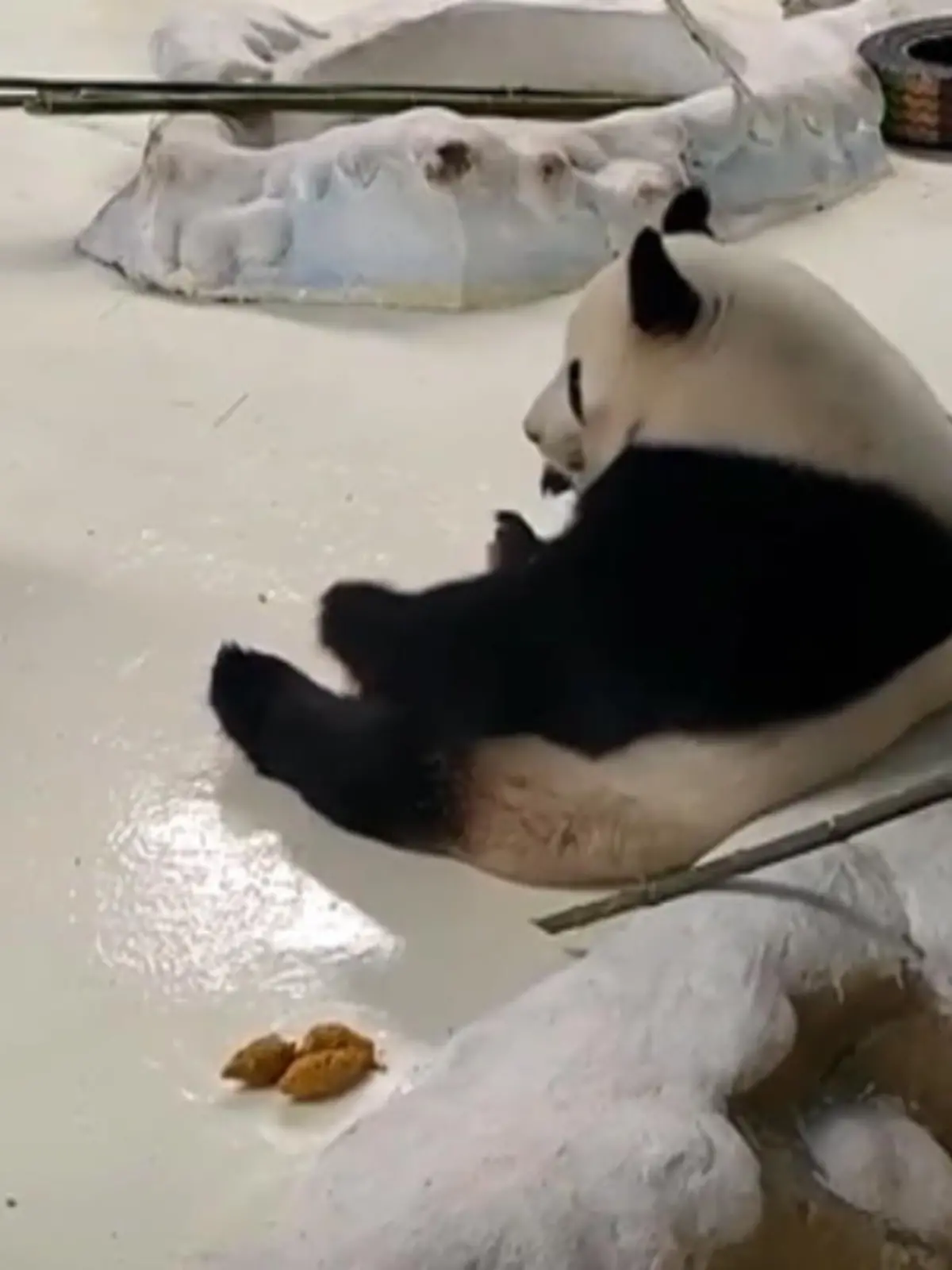 Ach, ein süßer Panda im Zoo! Doch der Tierpfleger ist unzufrieden mit der Performance des Zootieres. Denn statt die Besucher mit spannenden Tricks zu unterhalten, sitzt der Panda bequem auf dem Boden und frisst Bambus. Damit der Panda den Zuschauern eine Show liefert, schubst der Pfleger das Tier immer wieder mit einem Stab an. Wie der Panda darauf reagiert, sehen Sie im Video.