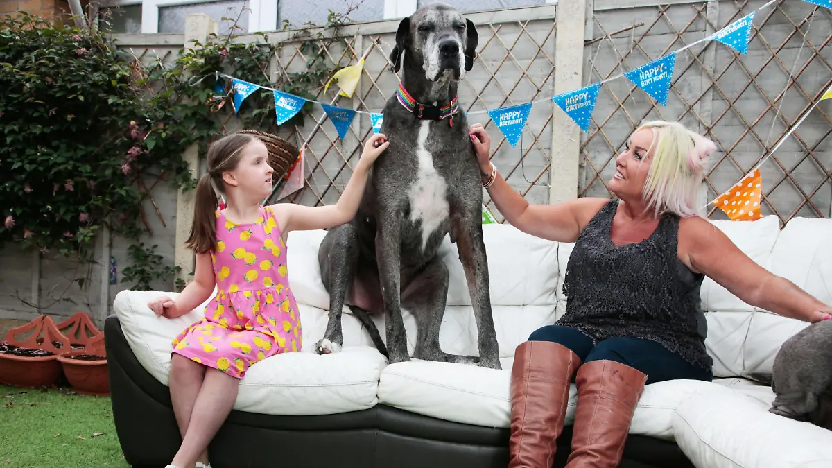 Die Deutsche Dogge Freddy feiert seinen 8. Geburtstag. Er sitzt auf einer Couch im Garten mit seiner Besitzerin Claire Stoneman und Freundin Erin