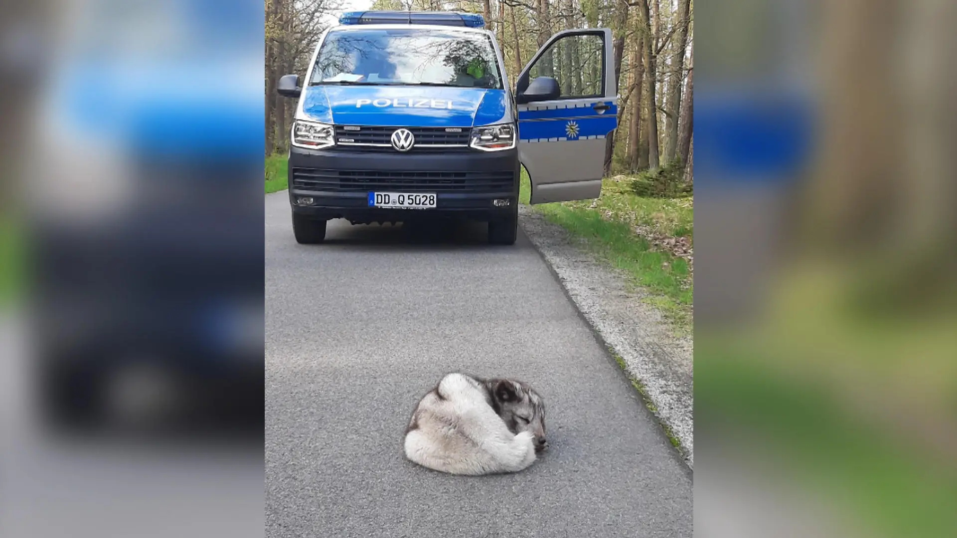 Ein weißer Polarfuchs liegt mitten auf der Straße und schläft. Im Hintergrund steht ein Polizeiwagen.