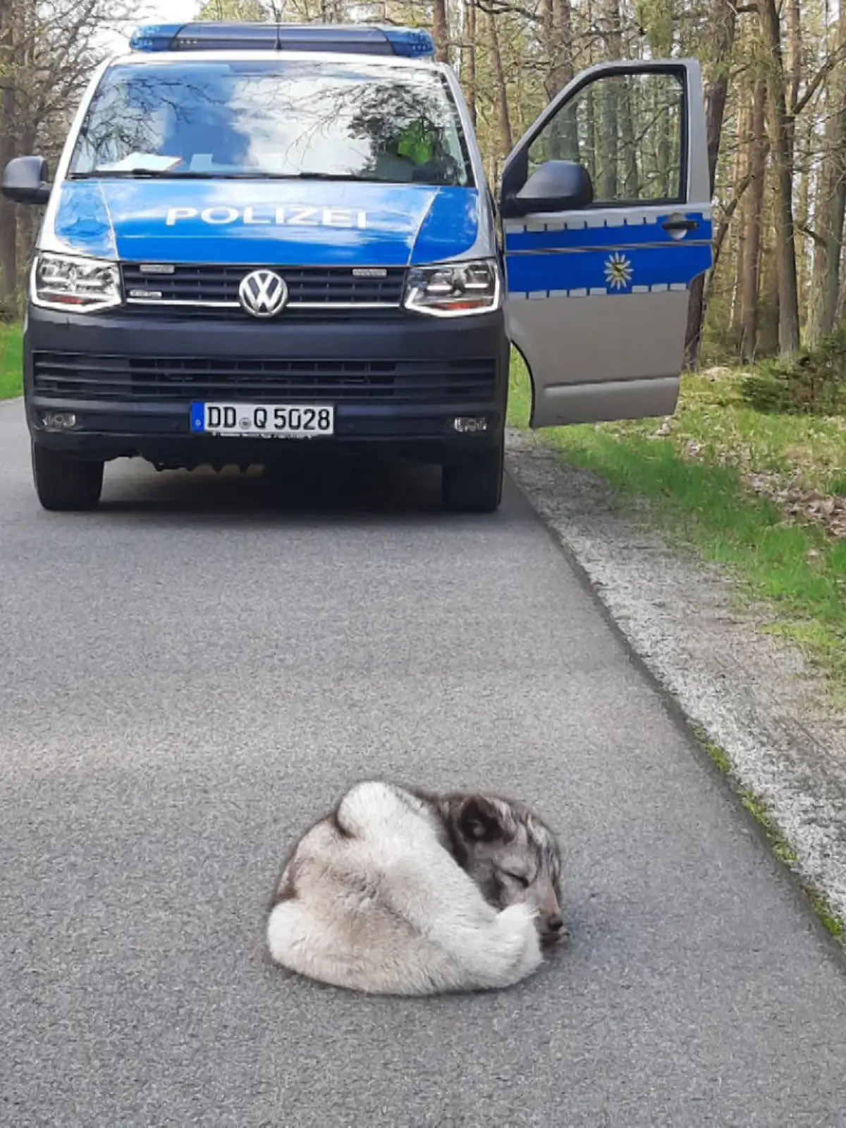 Ein weißer Polarfuchs liegt mitten auf der Straße und schläft. Im Hintergrund steht ein Polizeiwagen.