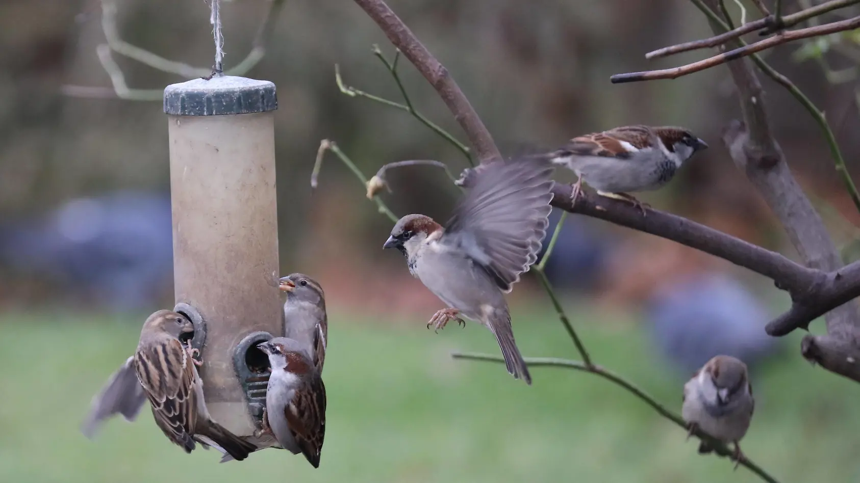 Wie ihr Vögel jetzt richtig füttert