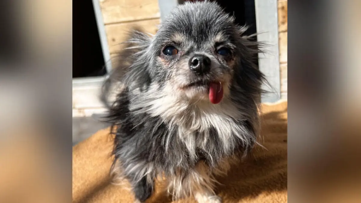 Chihuahua