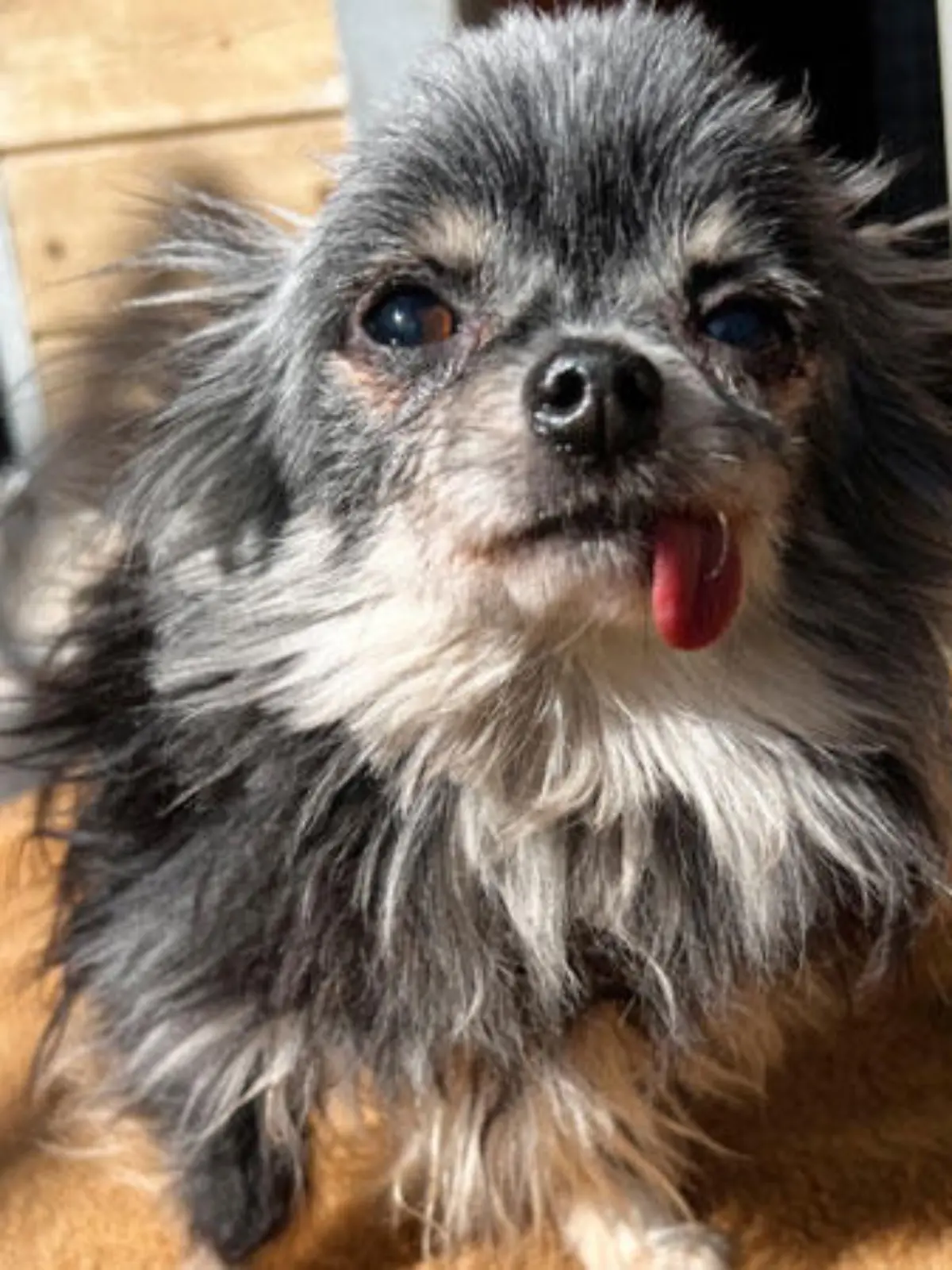 Chihuahua