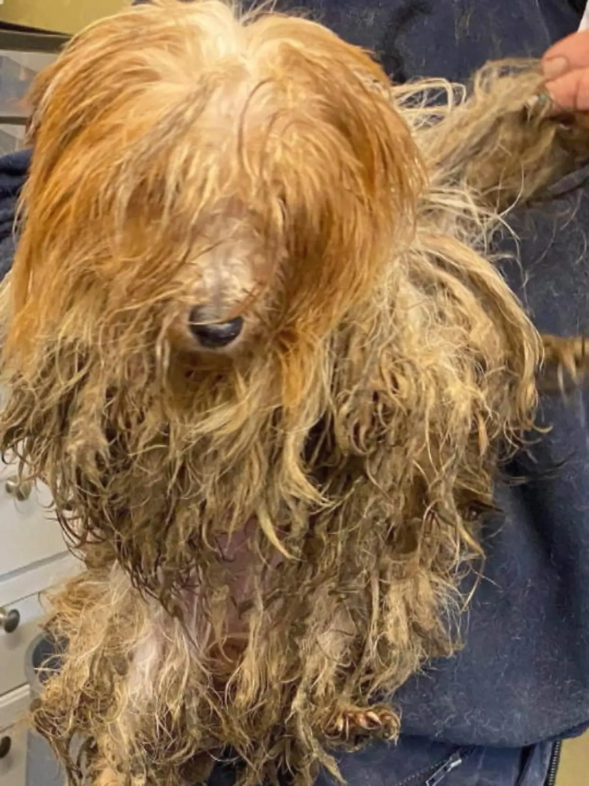 Im englischen Nottingham kümmern sich Tierretter um verwahrloste Straßenhunde. Wie krass verkümmert einige von ihnen sind und wie gut sie im Tierschutzverein wieder aufgepäppelt werden, gibts im Video zu sehen.
