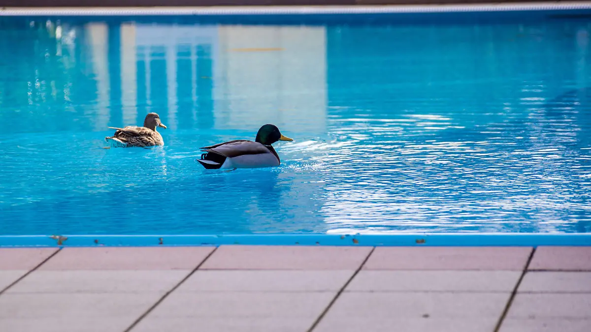 22.03.2021, Mecklenburg-Vorpommern, Bansin: Zwei Enten schwimmen auf dem derzeit ungenutzten Außenpool in der weitläufigen Hotelanlage des Hotels «Zur Post» auf der Ostseeinsel Usedom. Wegen der Corona-Schutzmaßnahmen sind touristische Betriebe weiterhin für Urlauber geschlossen. Dass in diesen Tagen viele Deutsche auf Mallorca Urlaub machen, sorgt bei Hoteliers auf der Insel Usedom für Fassungslosigkeit. Ihre Häuser müssen weiterhin für Touristen geschlossen bleiben. Foto: Jens Büttner/dpa-Zentralbild/dpa +++ dpa-Bildfunk +++