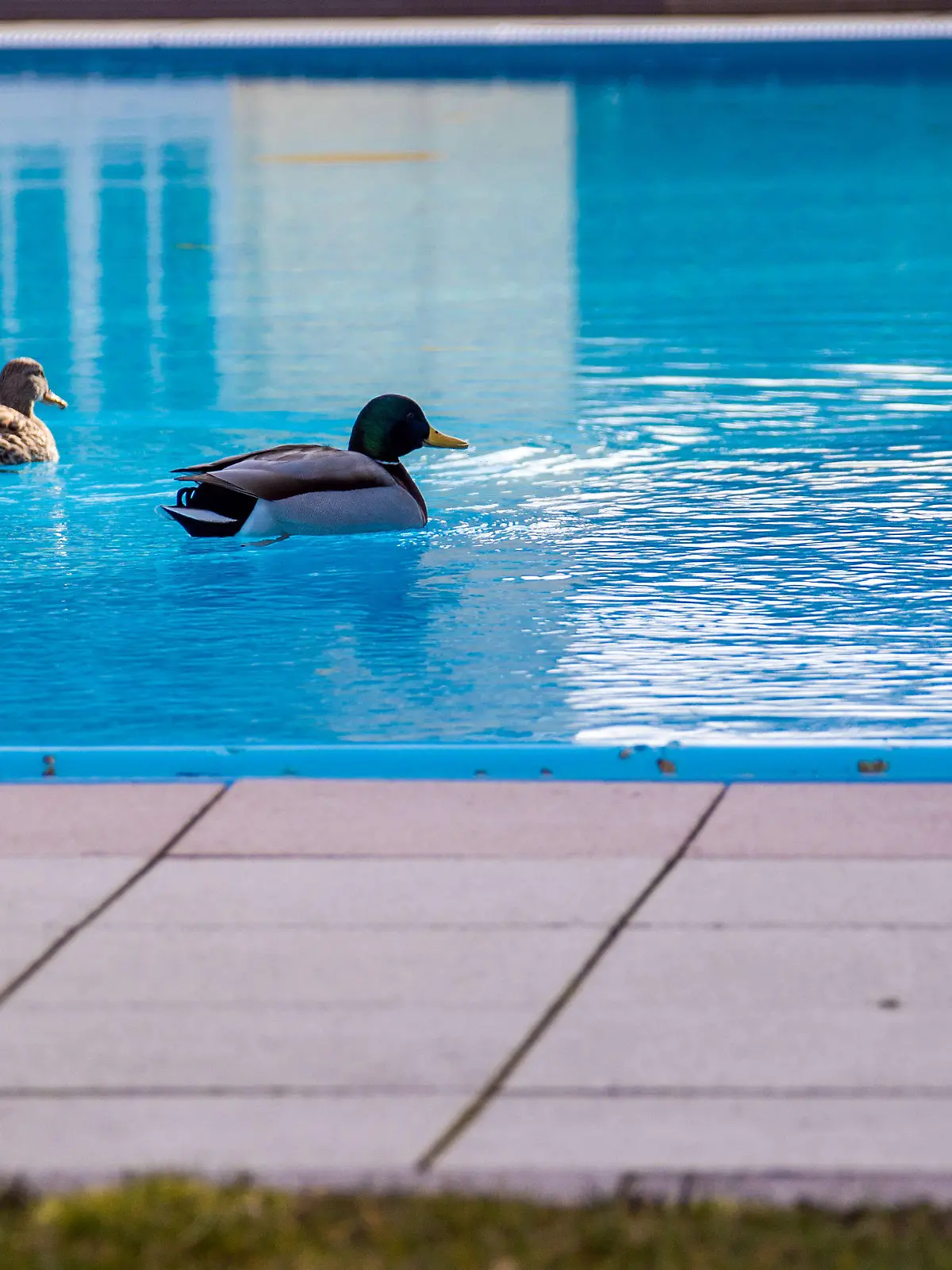 22.03.2021, Mecklenburg-Vorpommern, Bansin: Zwei Enten schwimmen auf dem derzeit ungenutzten Außenpool in der weitläufigen Hotelanlage des Hotels «Zur Post» auf der Ostseeinsel Usedom. Wegen der Corona-Schutzmaßnahmen sind touristische Betriebe weiterhin für Urlauber geschlossen. Dass in diesen Tagen viele Deutsche auf Mallorca Urlaub machen, sorgt bei Hoteliers auf der Insel Usedom für Fassungslosigkeit. Ihre Häuser müssen weiterhin für Touristen geschlossen bleiben. Foto: Jens Büttner/dpa-Zentralbild/dpa +++ dpa-Bildfunk +++