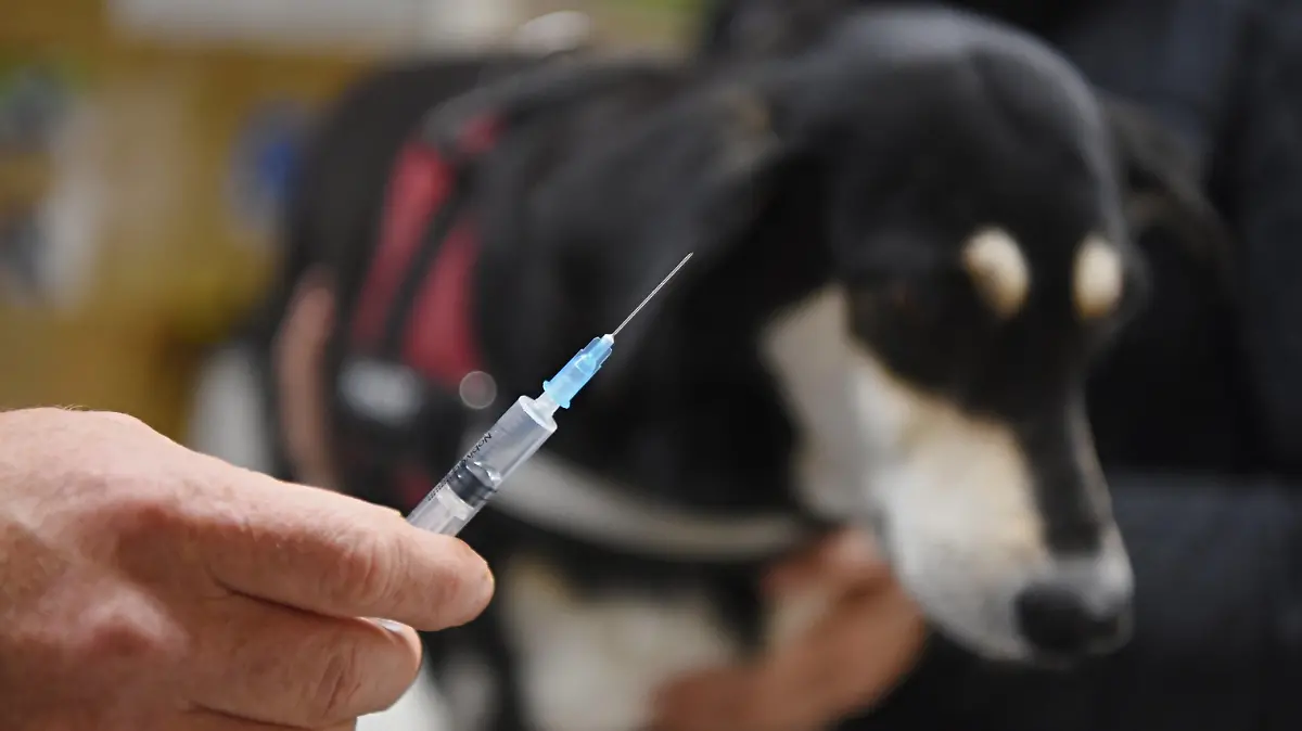 ARCHIV - 30.09.2019, Bayern, Zapfendorf: Ein Tierarzt hält vor einer Hündin eine Spritze mit einer Impfung gegen Tollwut in den Händen. (zu dpa «Gebiet für tierärztliche Notrufnummer wird erweitert») Foto: Nicolas Armer/dpa +++ dpa-Bildfunk +++