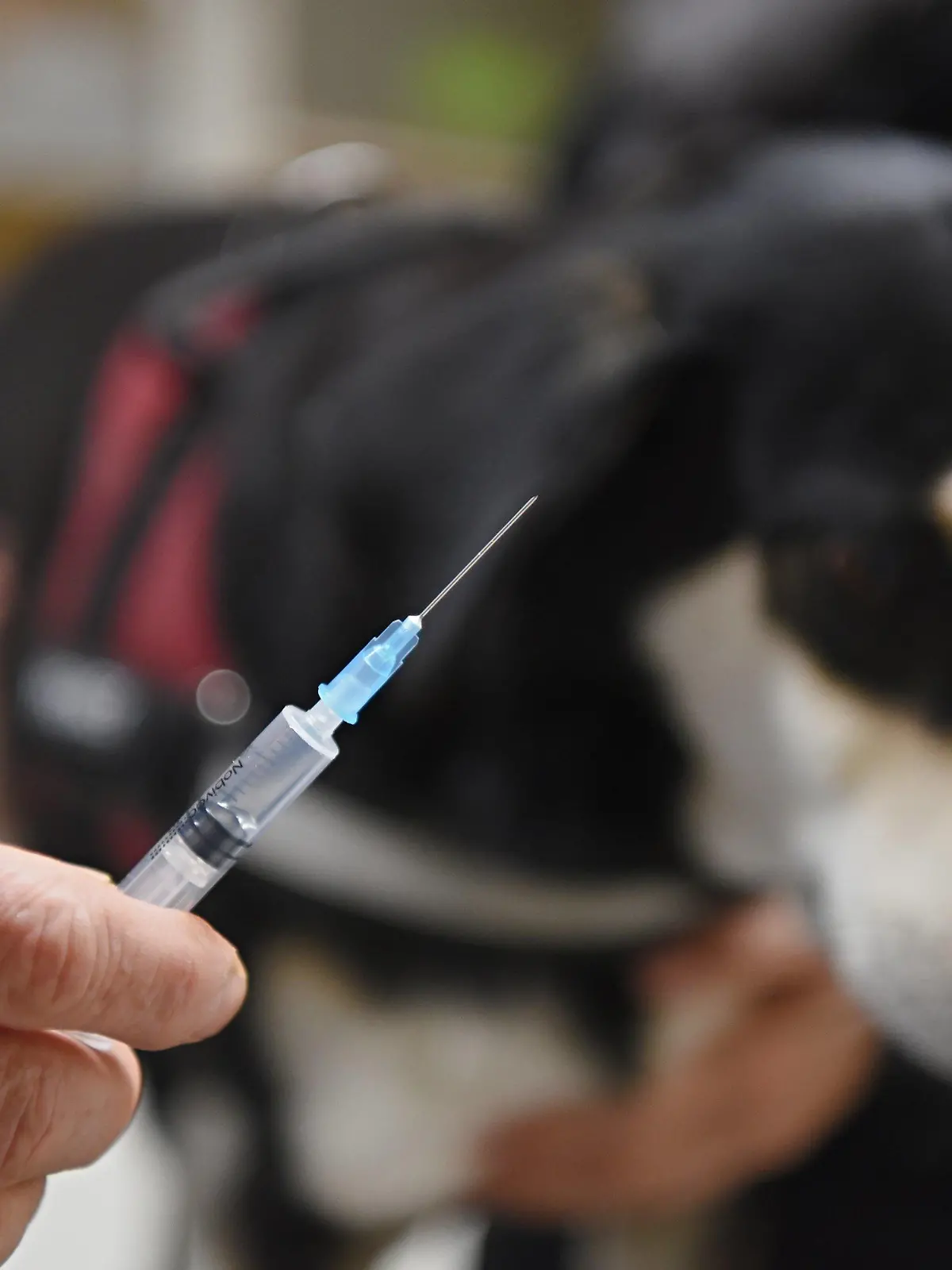 ARCHIV - 30.09.2019, Bayern, Zapfendorf: Ein Tierarzt hält vor einer Hündin eine Spritze mit einer Impfung gegen Tollwut in den Händen. (zu dpa «Gebiet für tierärztliche Notrufnummer wird erweitert») Foto: Nicolas Armer/dpa +++ dpa-Bildfunk +++