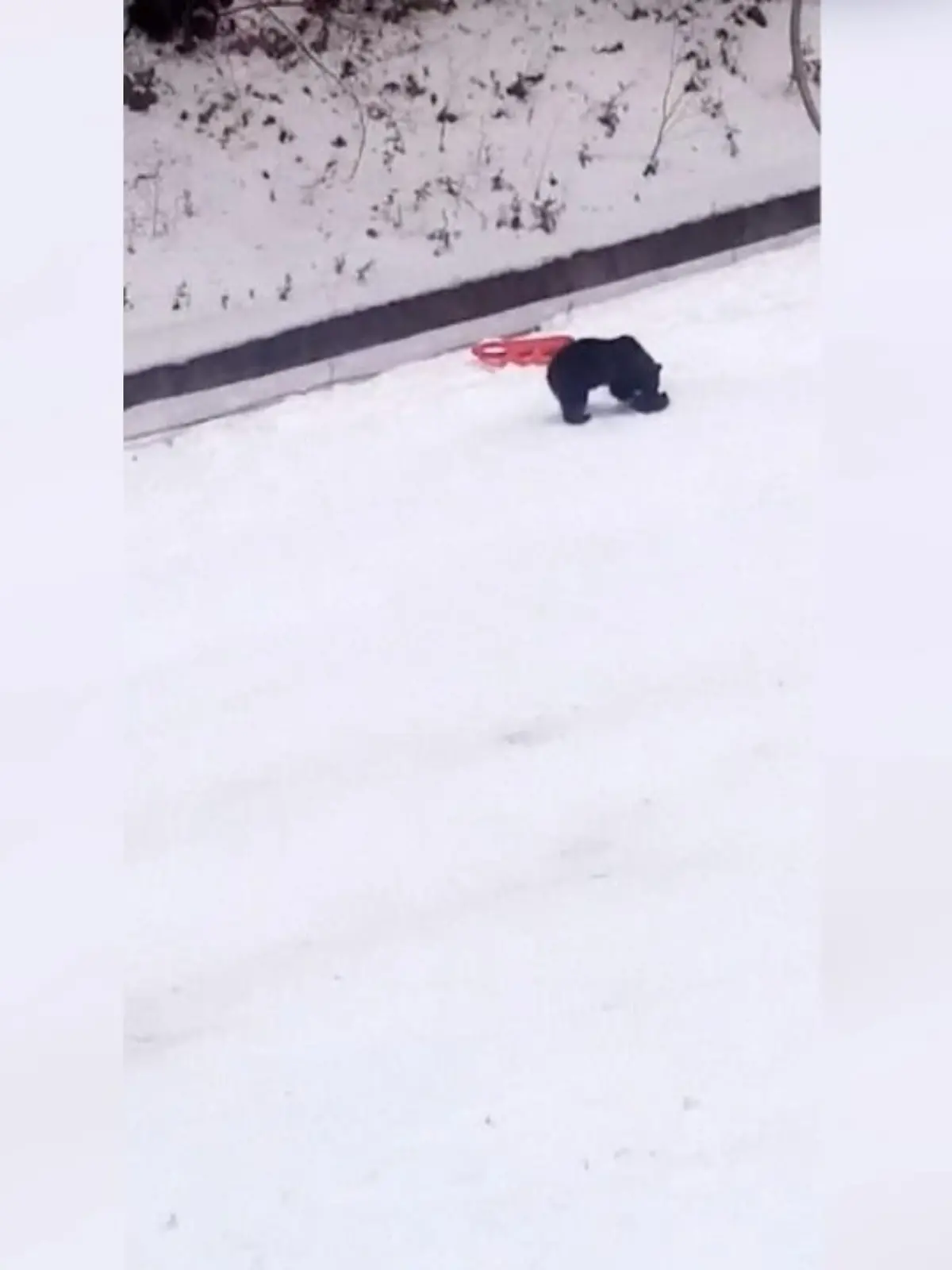 Bild zu: "Braunbär jagt Skifahrer"
