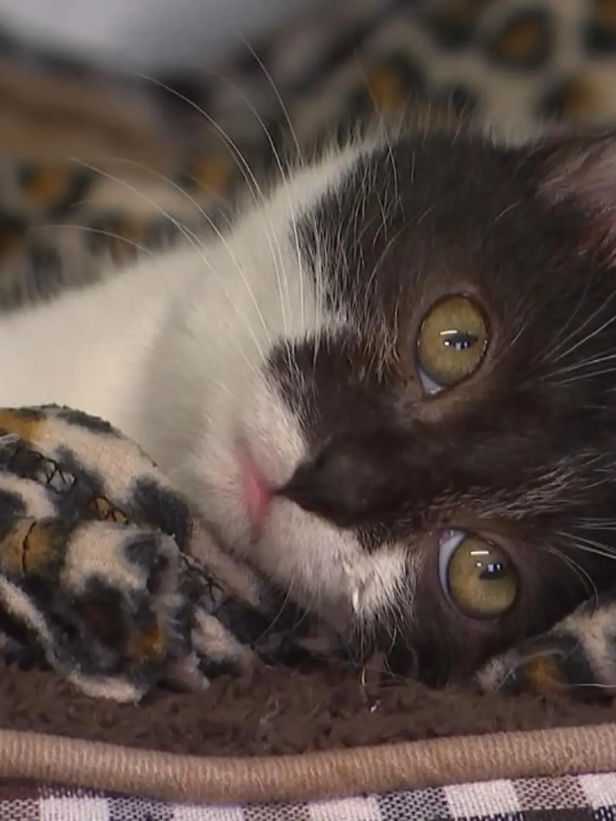 Im Video erzählt Diana Nirschl vom Haller Tierschutz Verein, wie Staßenkater Willow es im letzten Moment noch zu ihnen geschafft hat, denn ohne ihre Hilfe wäre der Kater gestorben. Er leidet an einer speziellen Form einer Bauchfellentzündung. Erst seit wenigen Jahren gibt es ein Medikament dagegen. Wie Sie dem Kater helfen können, gibts im Video zu sehen.