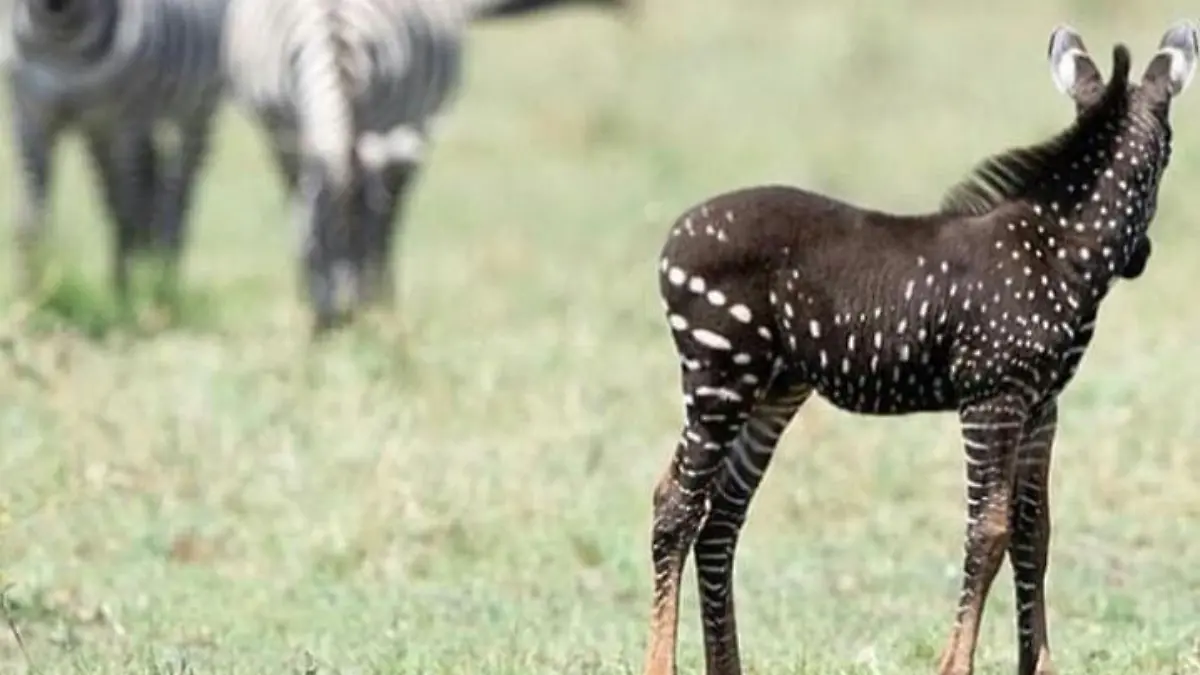 Kenia: Gepunktetes Zebra bringt Safari-Guide zum Staunen