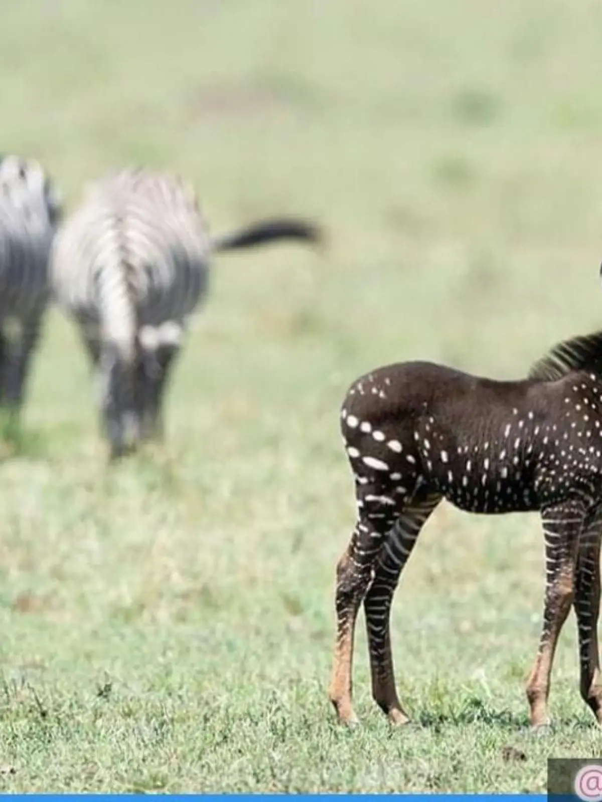 Kenia: Gepunktetes Zebra bringt Safari-Guide zum Staunen