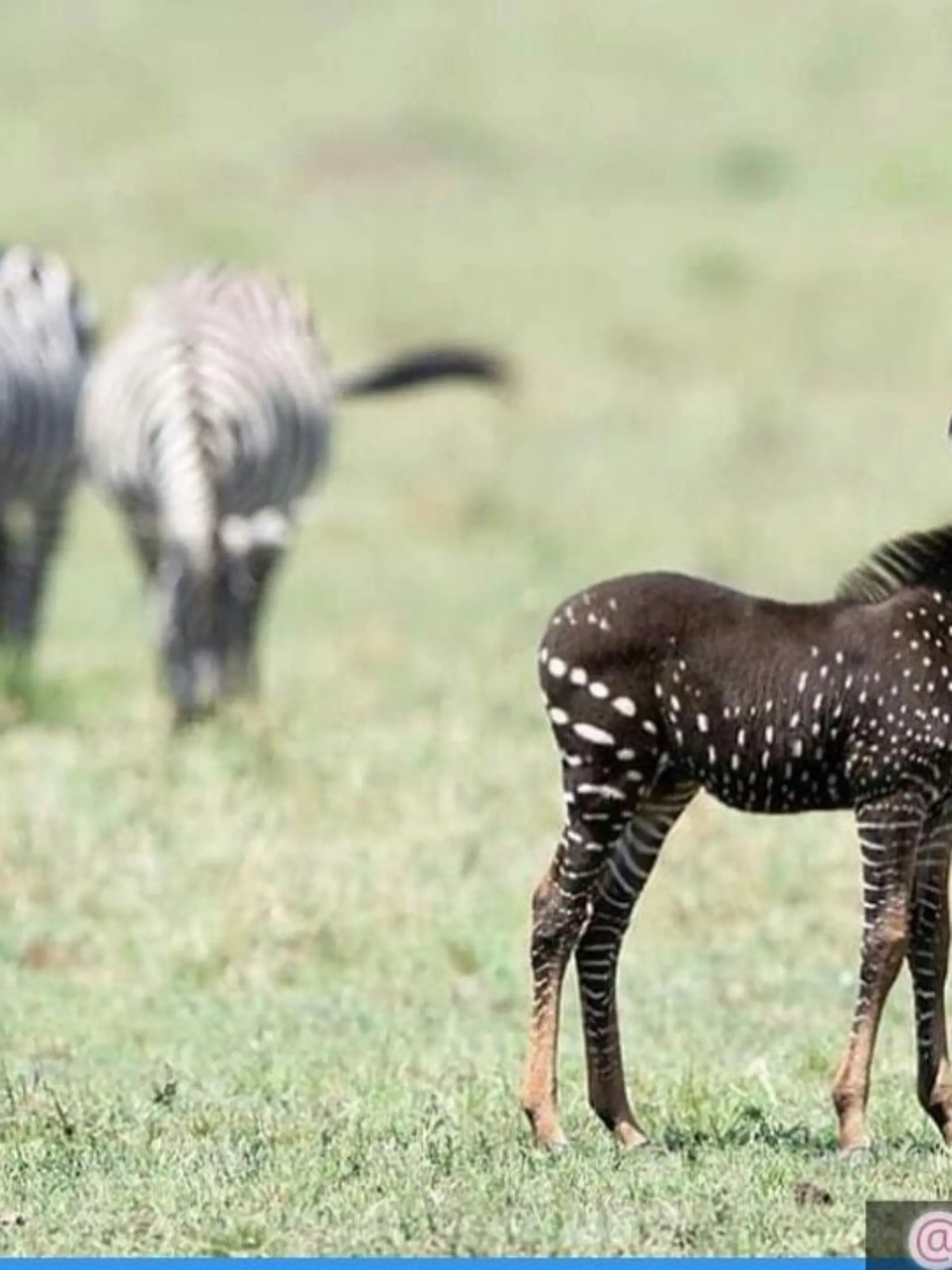 Kenia: Gepunktetes Zebra bringt Safari-Guide zum Staunen