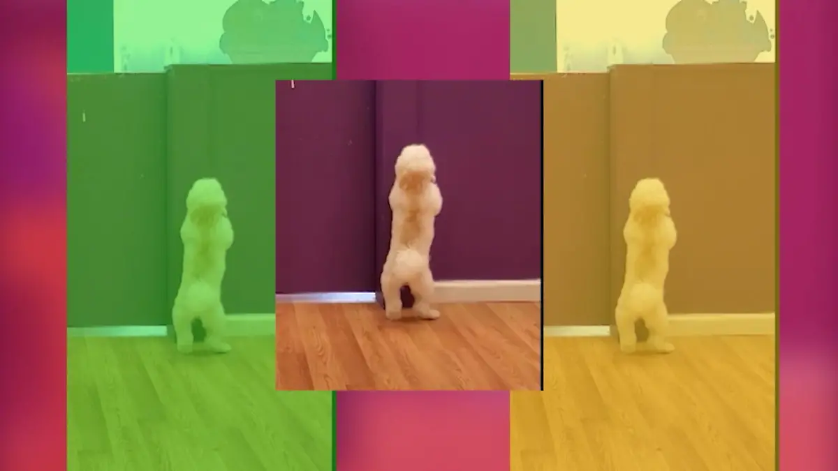 Hund tanzt zu Hip-Hop-Klassikern Pudel got back