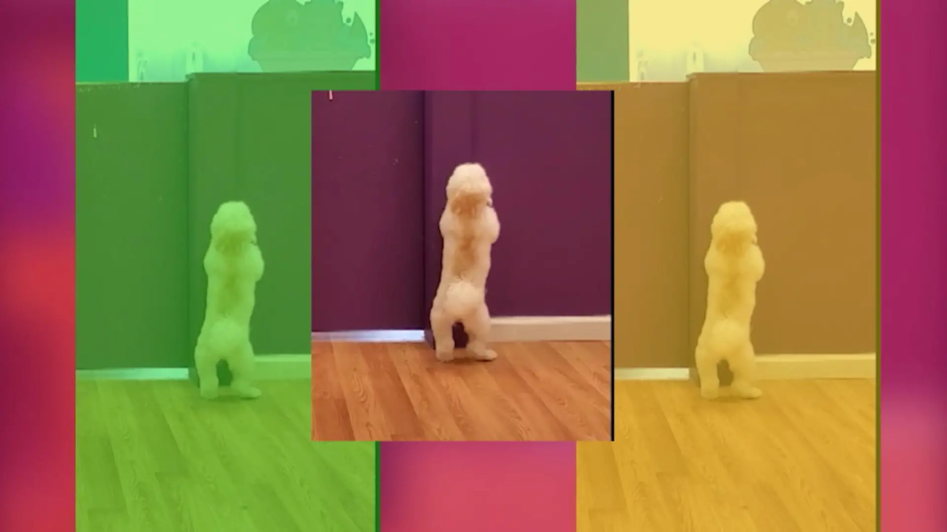 Hund tanzt zu Hip-Hop-Klassikern Pudel got back