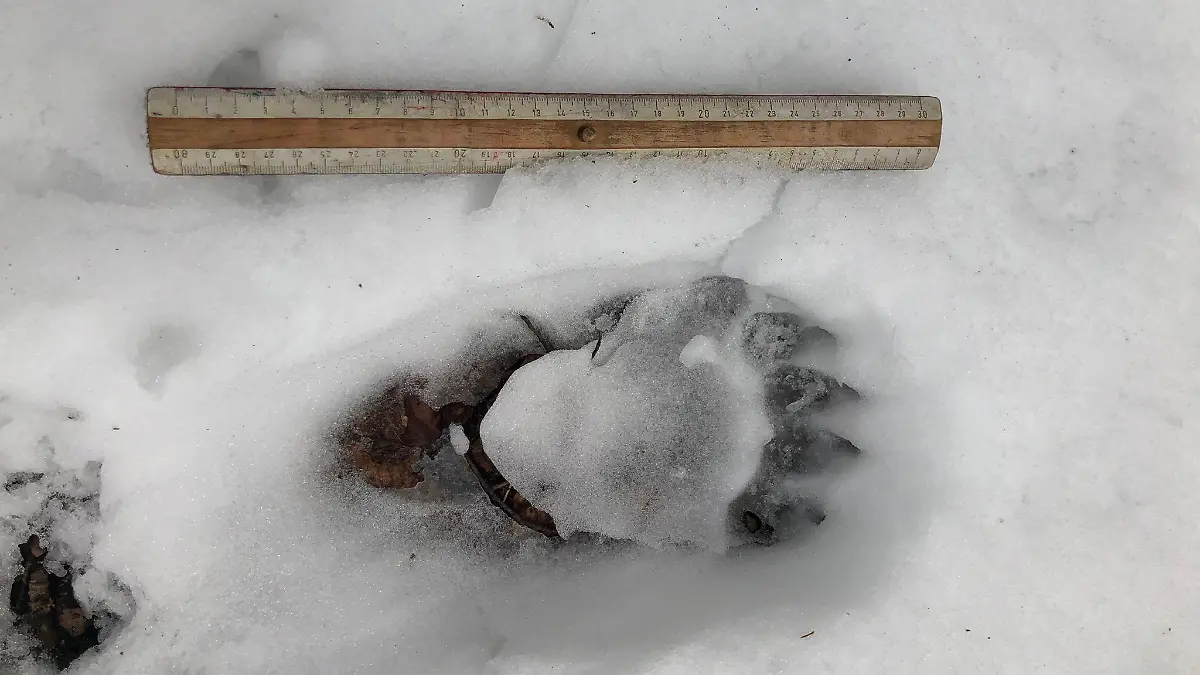 Bärenspuren im Schnee im Landkreis Miesbach