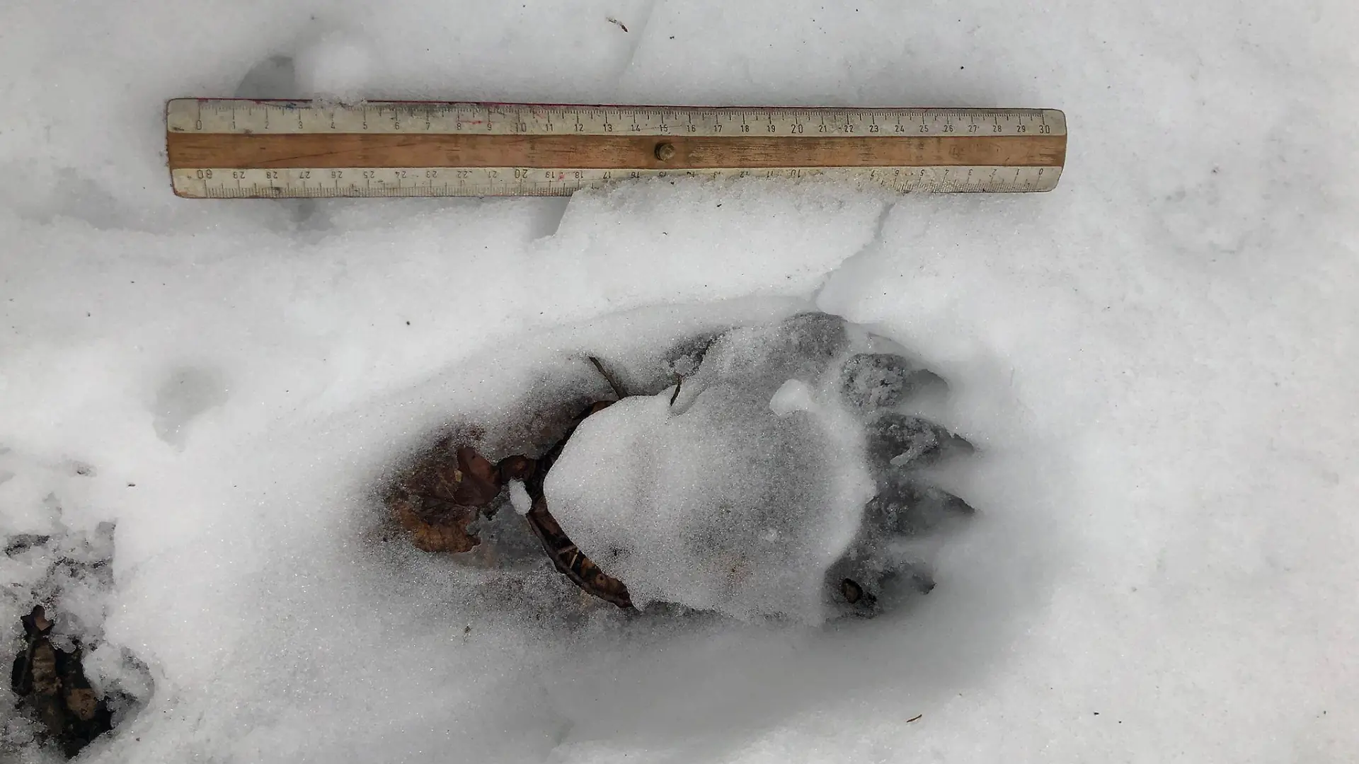 Bärenspuren im Schnee im Landkreis Miesbach