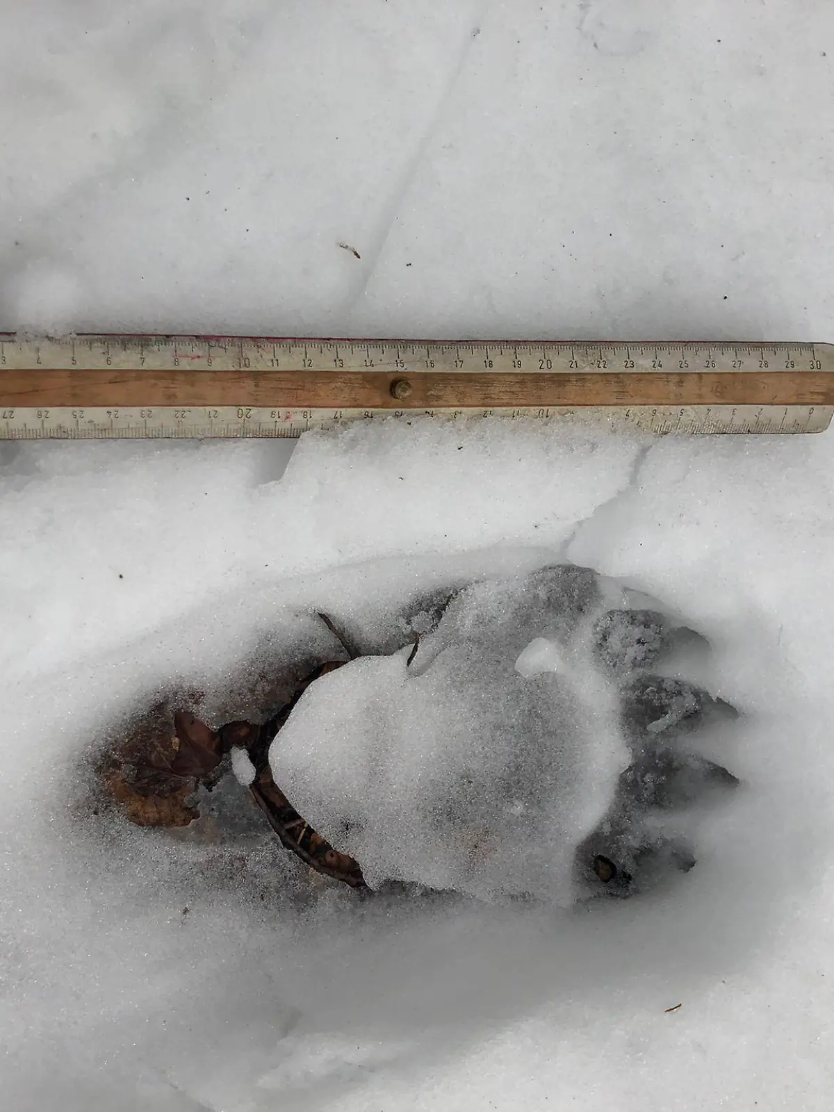 Bärenspuren im Schnee im Landkreis Miesbach