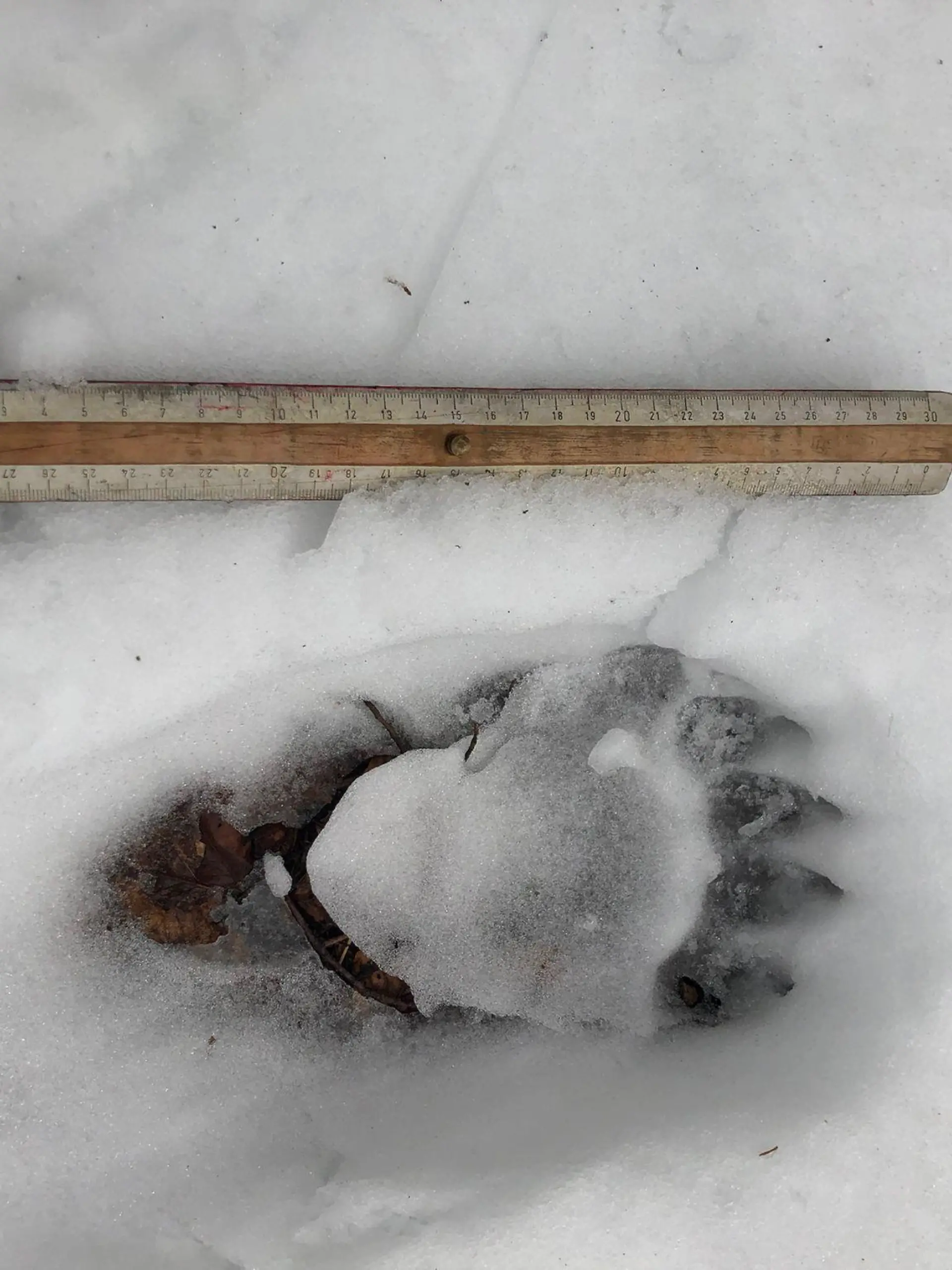 Bärenspuren im Schnee im Landkreis Miesbach