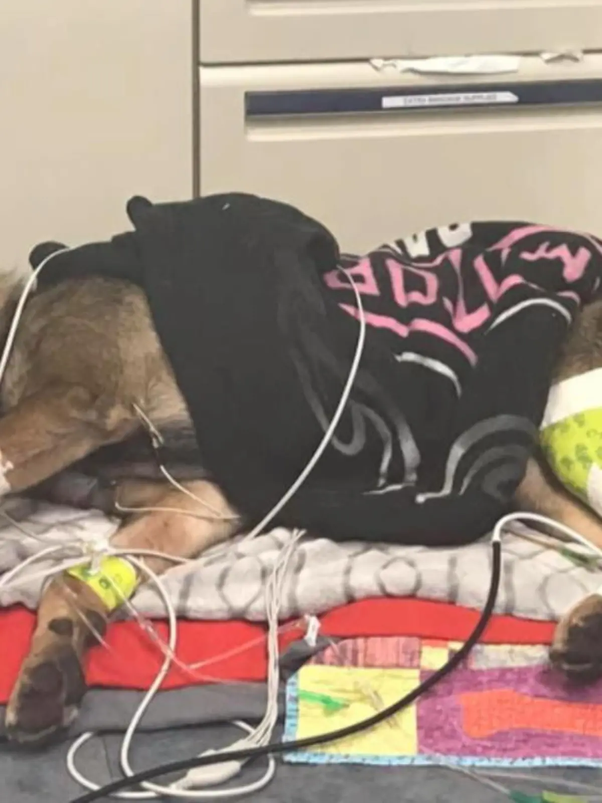 Bild zu: "Polizeihund im Einsatz angeschossen"