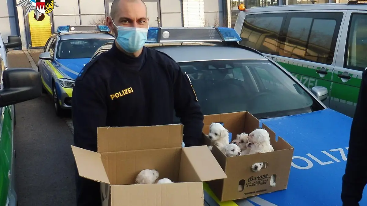 Polizisten und Malteserwelpen