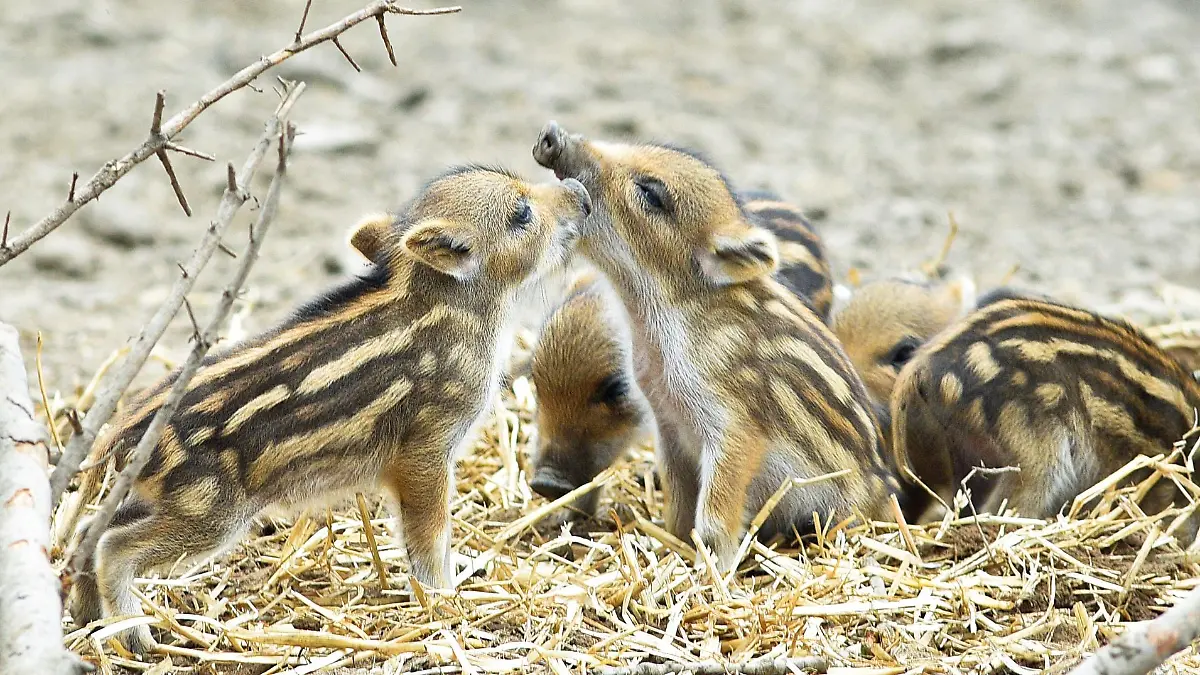 Frühlingszeit ist Frischlingszeit! Der Wildpark Schwarze Berge feiert die Jahreszeit mit einem zweitägigen Fest.