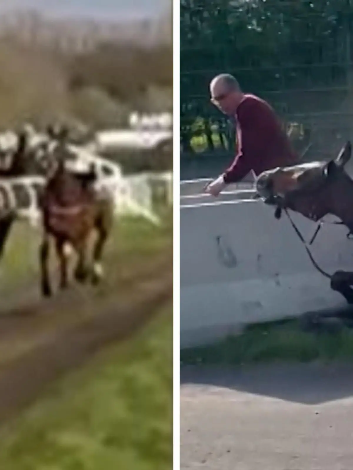 Bei dem Pferderennen Grand-National in Aintree nahe Liverpool, kommt es am Samstag zu einem Unfall mit einem Jockeylosen Pferd und einer Zuschauerin. Beim Rennen sind zwei Reiter aus dem Sattel gefallen und jetzt drehen die Pferde durch. Sie rasen auf das Publikum zu, sind nicht mehr zu bremsen. Eine Zuschauerin konzentriert sich grade auf ihr Handy, will das Rennen filmen und reagiert nicht auf die warnenden Rufe. Ein Pferd rennt direkt auf sie zu und knallt in die Frau. 
Sie geht verletzt zu Boden und danach bricht Chaos an der Rennbahn aus. Ein Krankenwagen bringt die Frau mit einem verletzten Bein in die Klinik. Auch die Pferde können eingefangen und noch vor Ort von einem Tierarzt behandelt werden. Lebensgefährlich verletzt wurde niemand.