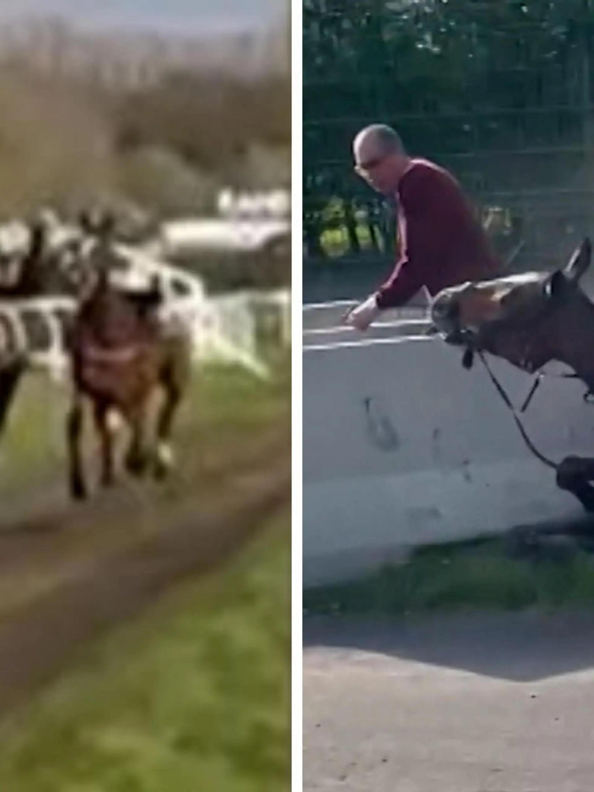 Bei dem Pferderennen Grand-National in Aintree nahe Liverpool, kommt es am Samstag zu einem Unfall mit einem Jockeylosen Pferd und einer Zuschauerin. Beim Rennen sind zwei Reiter aus dem Sattel gefallen und jetzt drehen die Pferde durch. Sie rasen auf das Publikum zu, sind nicht mehr zu bremsen. Eine Zuschauerin konzentriert sich grade auf ihr Handy, will das Rennen filmen und reagiert nicht auf die warnenden Rufe. Ein Pferd rennt direkt auf sie zu und knallt in die Frau. 
Sie geht verletzt zu Boden und danach bricht Chaos an der Rennbahn aus. Ein Krankenwagen bringt die Frau mit einem verletzten Bein in die Klinik. Auch die Pferde können eingefangen und noch vor Ort von einem Tierarzt behandelt werden. Lebensgefährlich verletzt wurde niemand.