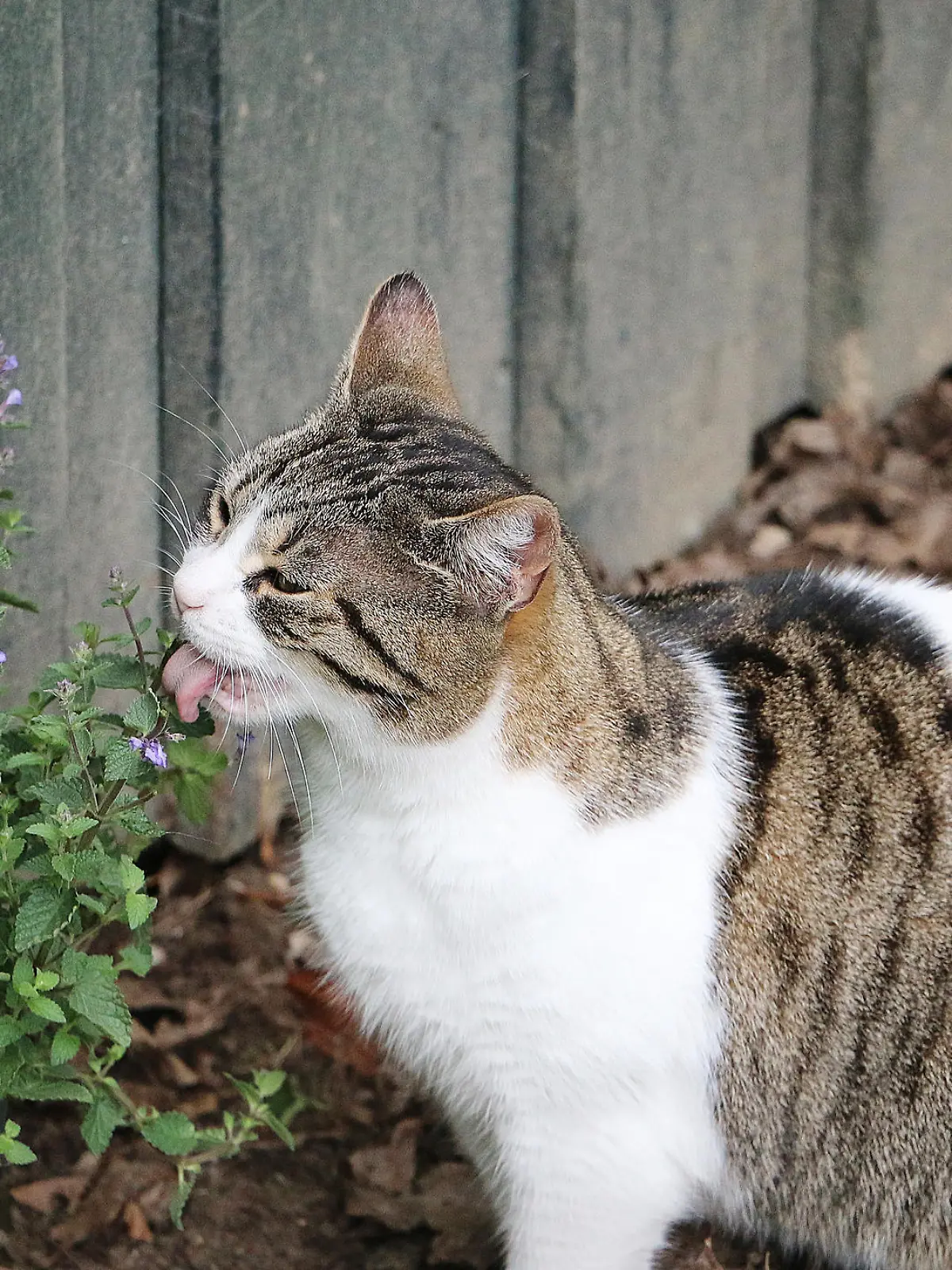Katze frisst Katzenminze im Garten