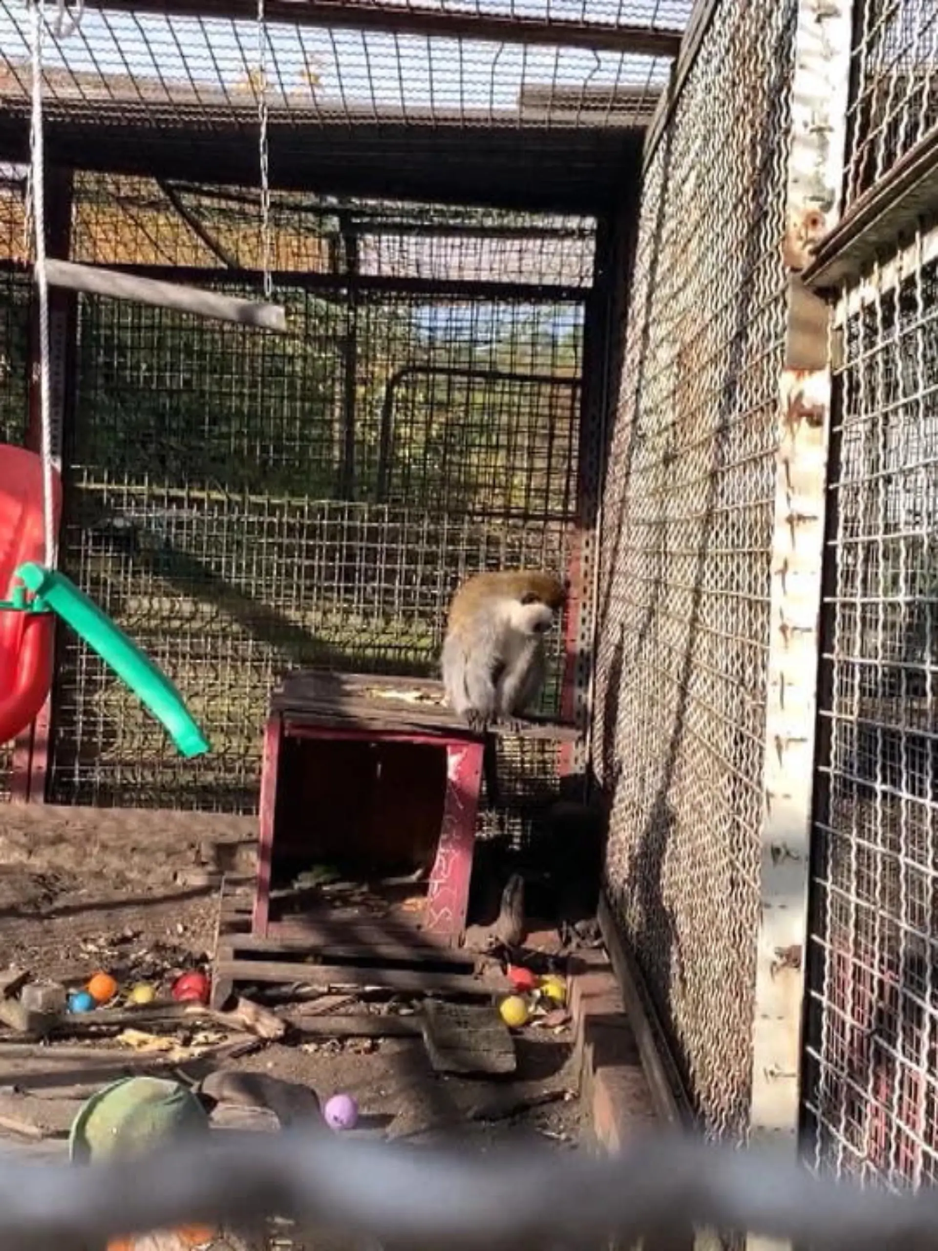 Bild zu: "Horror-Zoo von Nauen muss dichtmachen"