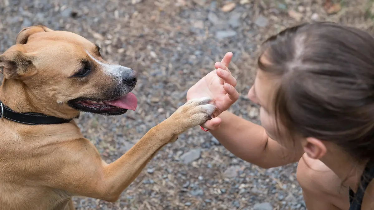ILLUSTRATION - Ein Hund gibt am 31.07.2018 in Berlin Pfoetchen (gestellte Szene). Foto: Robert Guenther