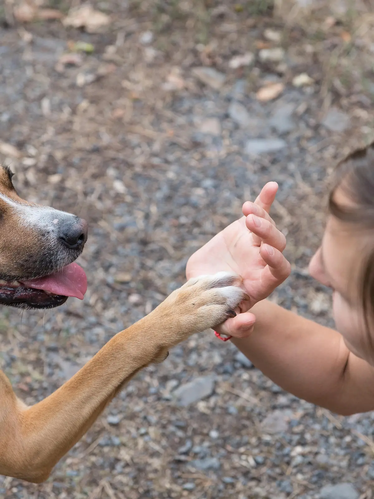 ILLUSTRATION - Ein Hund gibt am 31.07.2018 in Berlin Pfoetchen (gestellte Szene). Foto: Robert Guenther