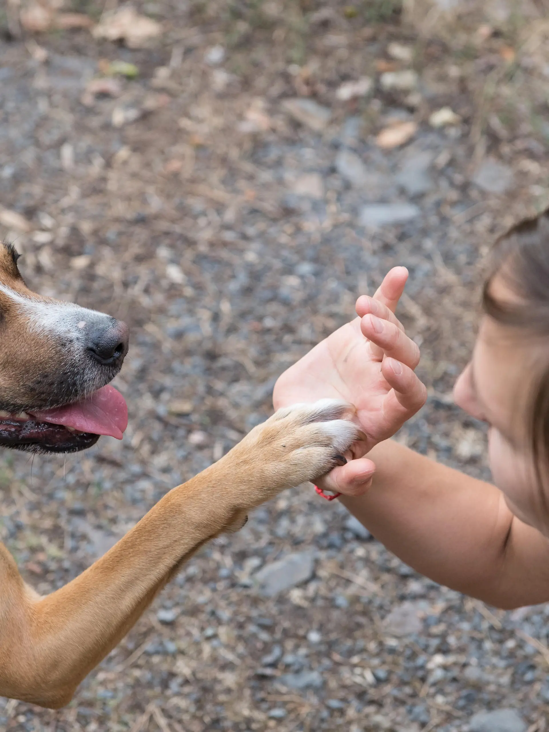 ILLUSTRATION - Ein Hund gibt am 31.07.2018 in Berlin Pfoetchen (gestellte Szene). Foto: Robert Guenther