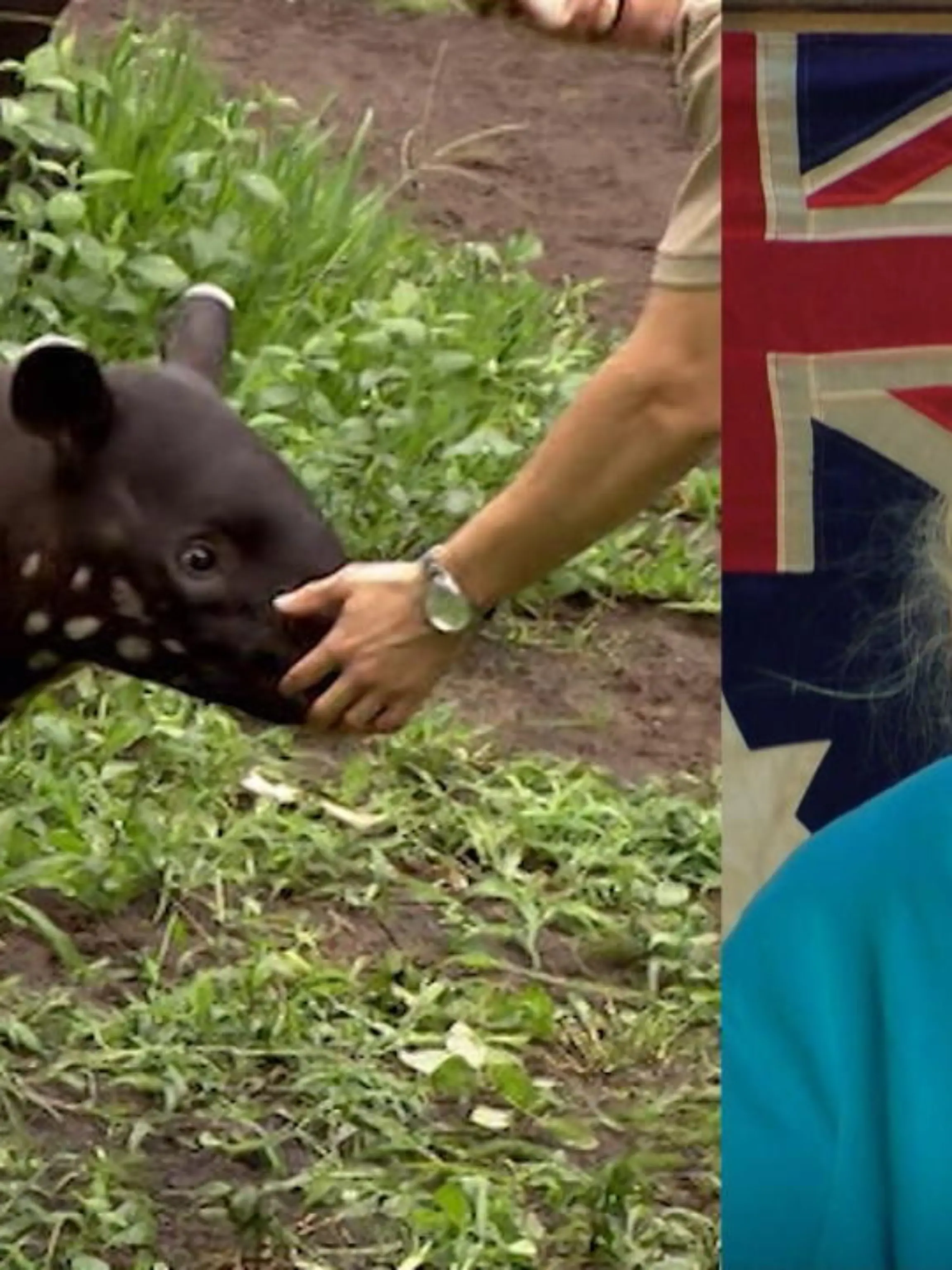 Bea wird als "Schabrackentapir" beschimpft
