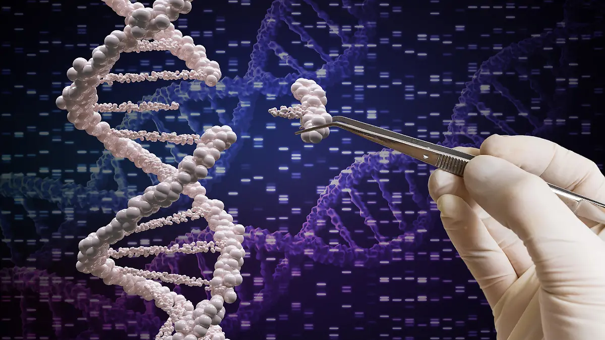 Mithilfe der Genschere Crispr/Cas9 können Gene manipuliert werden.