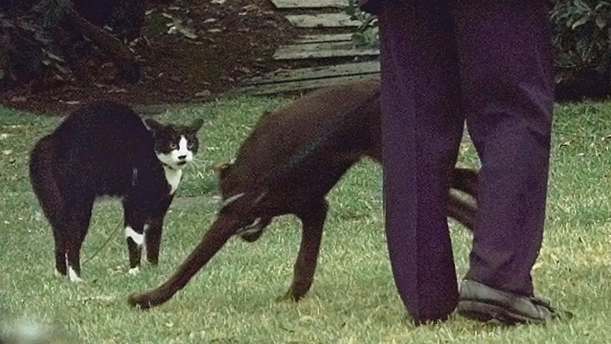 President Clinton tries to introduce his new dog Buddy to first cat Socks during a meeting outside the Oval Office at the White House Tuesday Jan. 6, 1998. Socks didn't seem to appreciate the new arrival. (AP Photo/Greg Gibson)