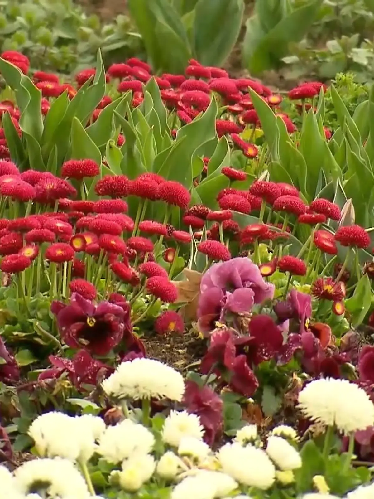 Bild zu: "Landesgartenschau eröffnet"