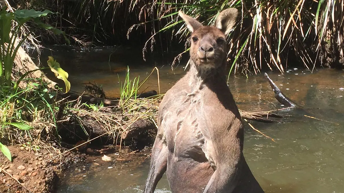 Was guckst du? Das riesige Muskel-Känguru Arnold fühlt sich beim Baden im Margaret River in Süd-West-Australien gestört