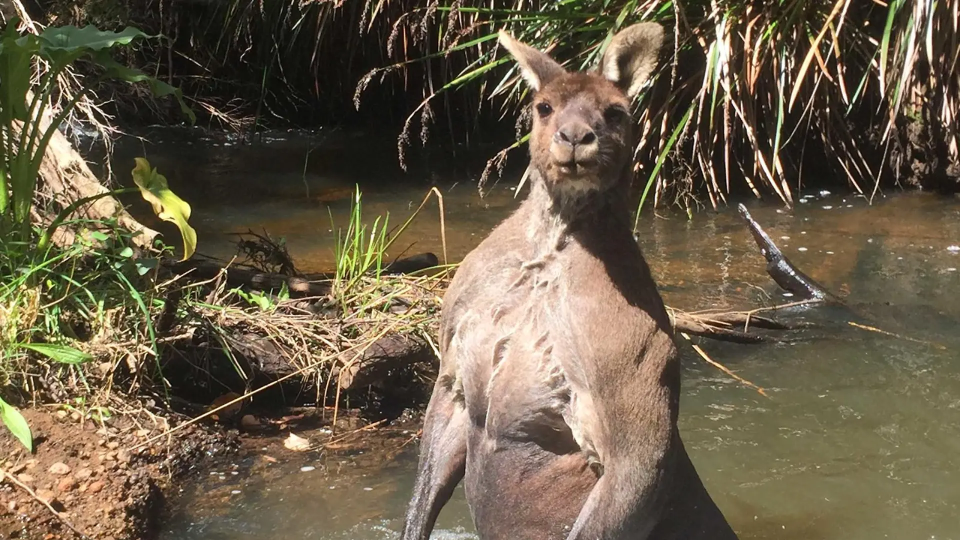 Was guckst du? Das riesige Muskel-Känguru Arnold fühlt sich beim Baden im Margaret River in Süd-West-Australien gestört