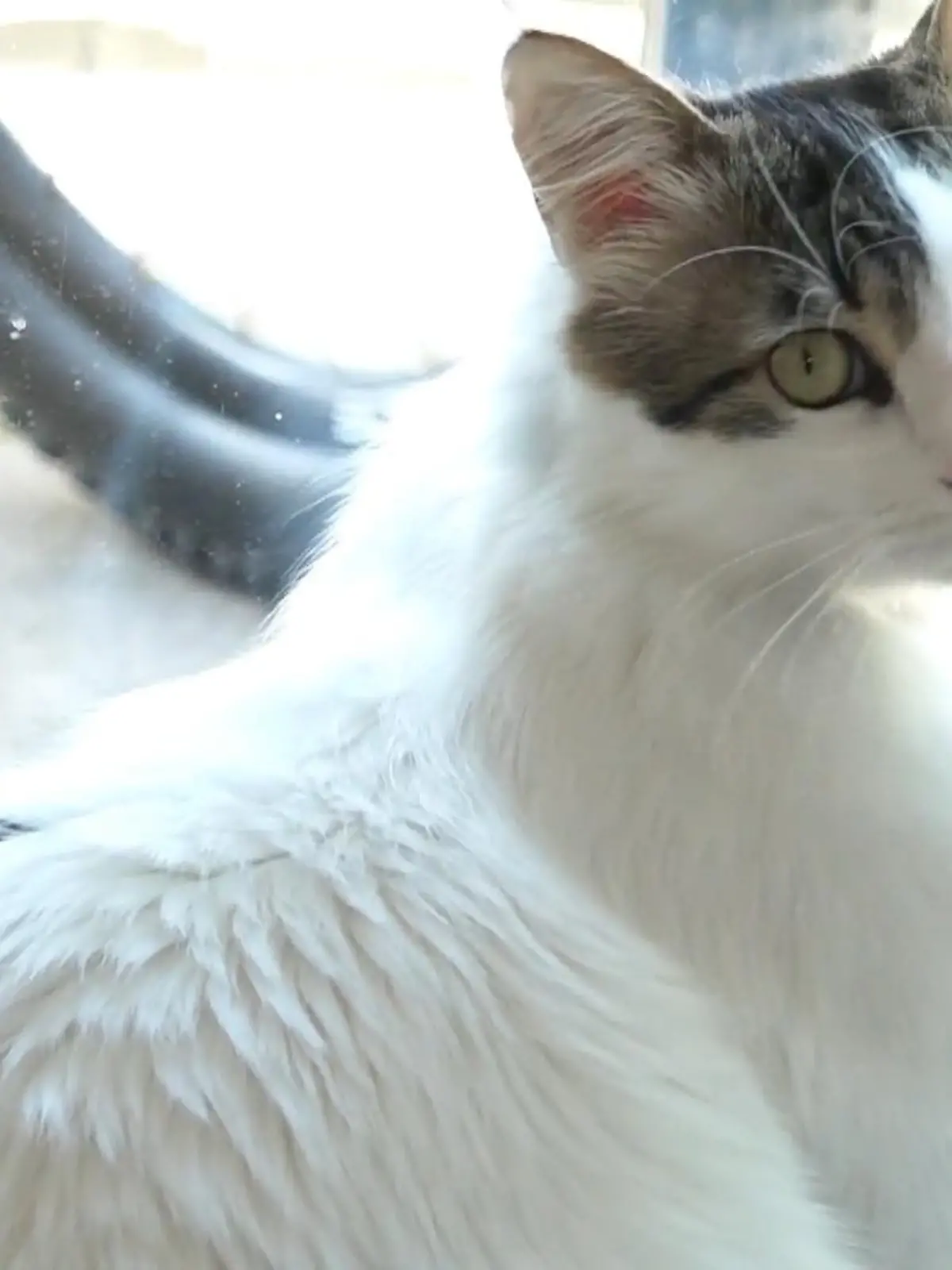 Bild zu: "Kater mit Kopfschuss"