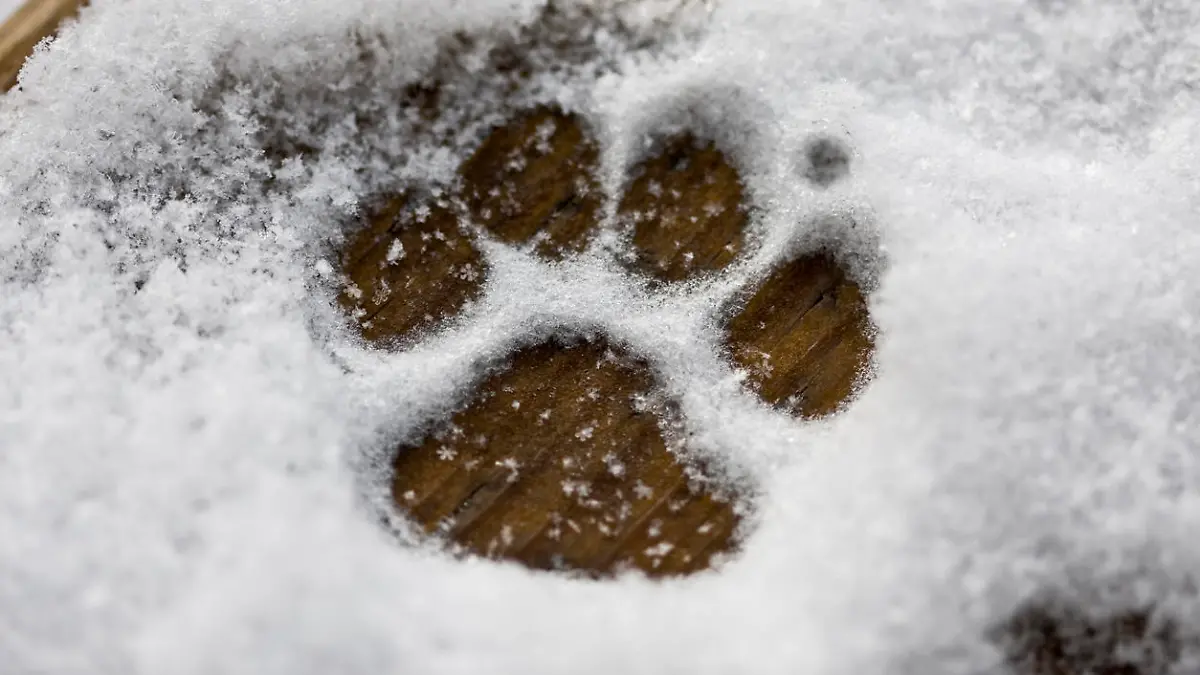 Hundepfoten brauchen gerade im Winter besondere Pflege.