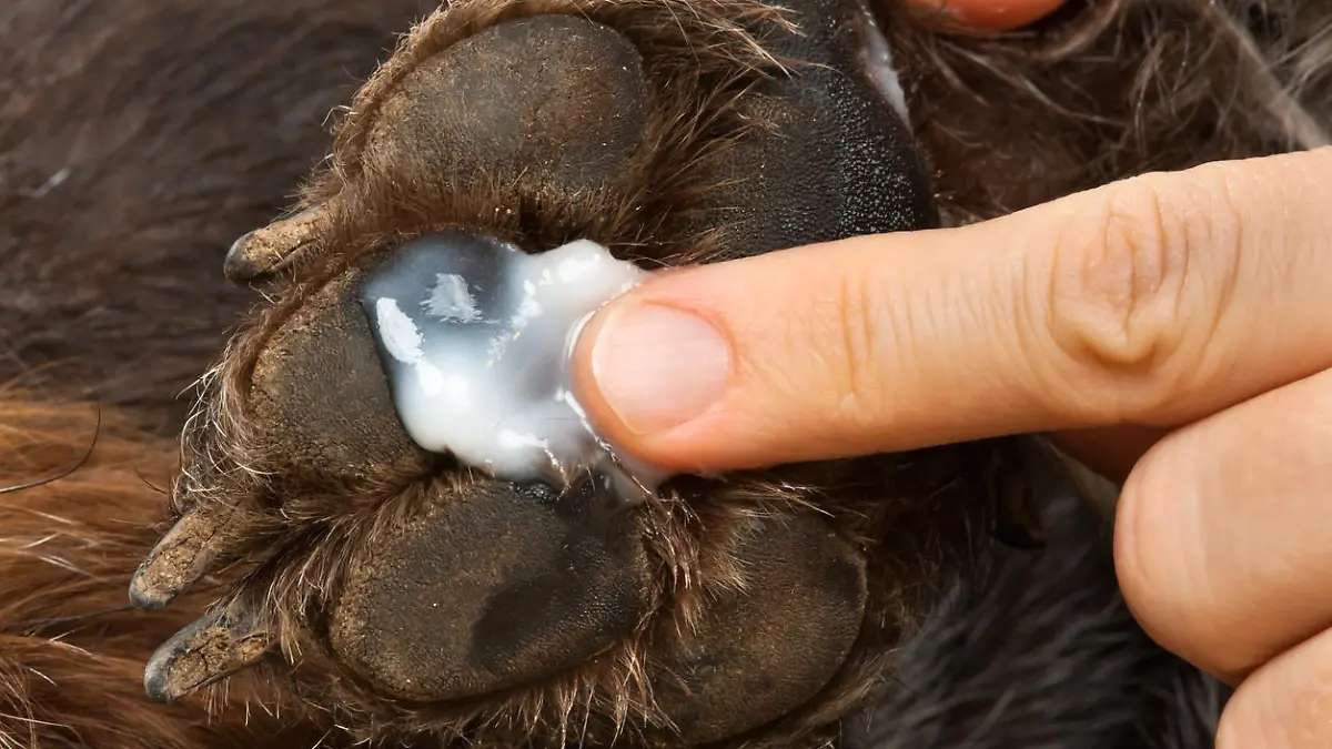 So ist die Pfote Ihres Vierbeiners  gut geschützt.