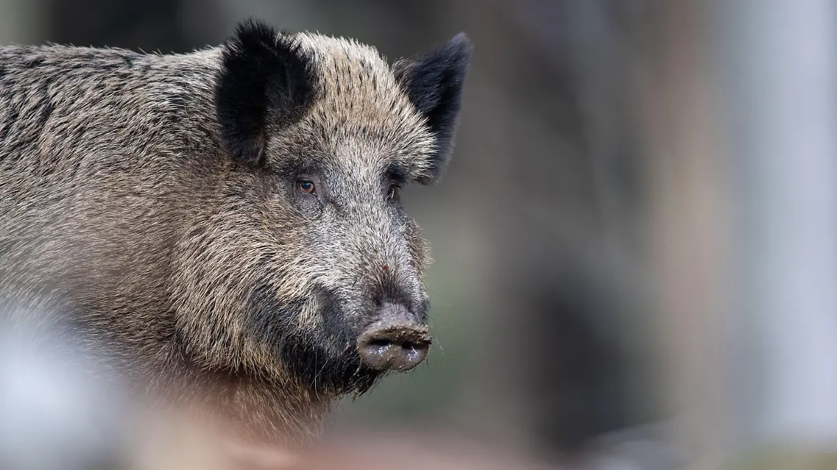ARCHIV - 03.03.2019, Bayern, Neuschönau: Ein Wildschwein steht auf einem Plateau im Wald im Tier-Freigelände im Nationalparkzentrum Luse. (zu dpa «Wildschweine nerven Kommunen») Foto: Lino Mirgeler/dpa +++ dpa-Bildfunk +++