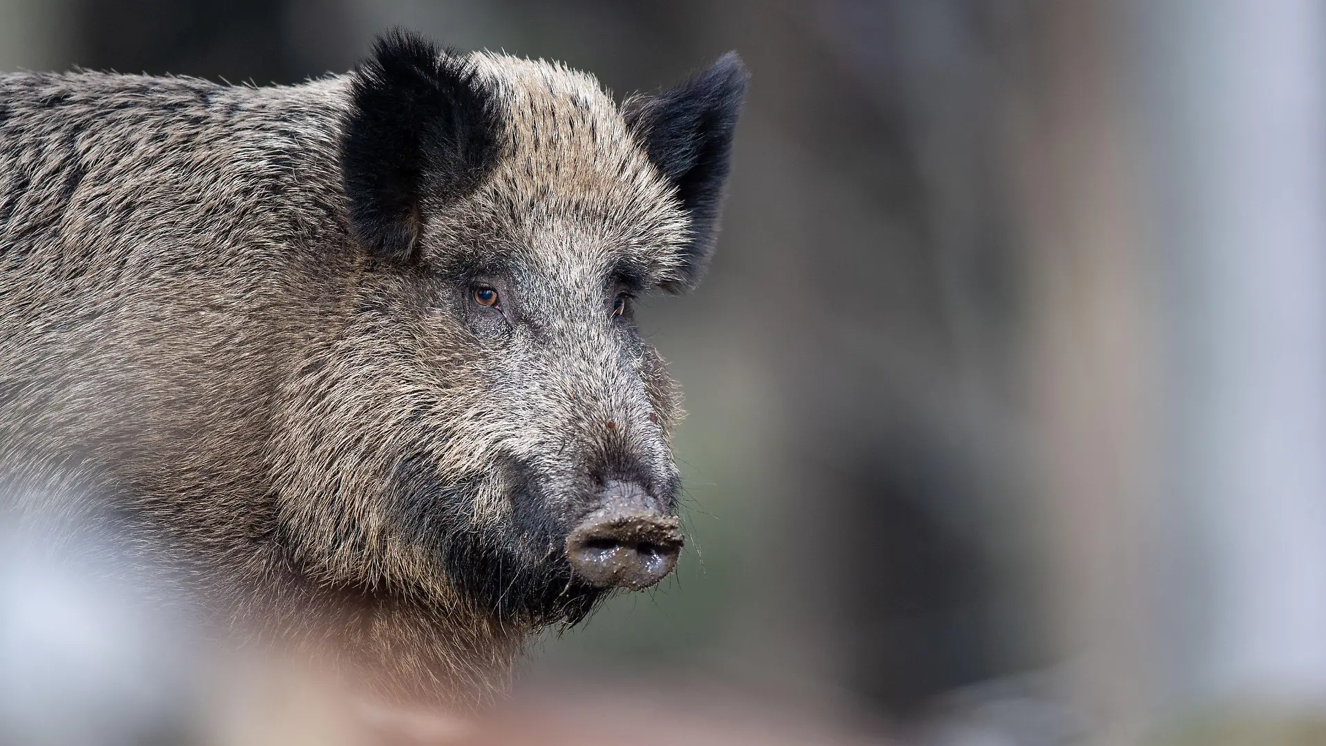 ARCHIV - 03.03.2019, Bayern, Neuschönau: Ein Wildschwein steht auf einem Plateau im Wald im Tier-Freigelände im Nationalparkzentrum Luse. (zu dpa «Wildschweine nerven Kommunen») Foto: Lino Mirgeler/dpa +++ dpa-Bildfunk +++