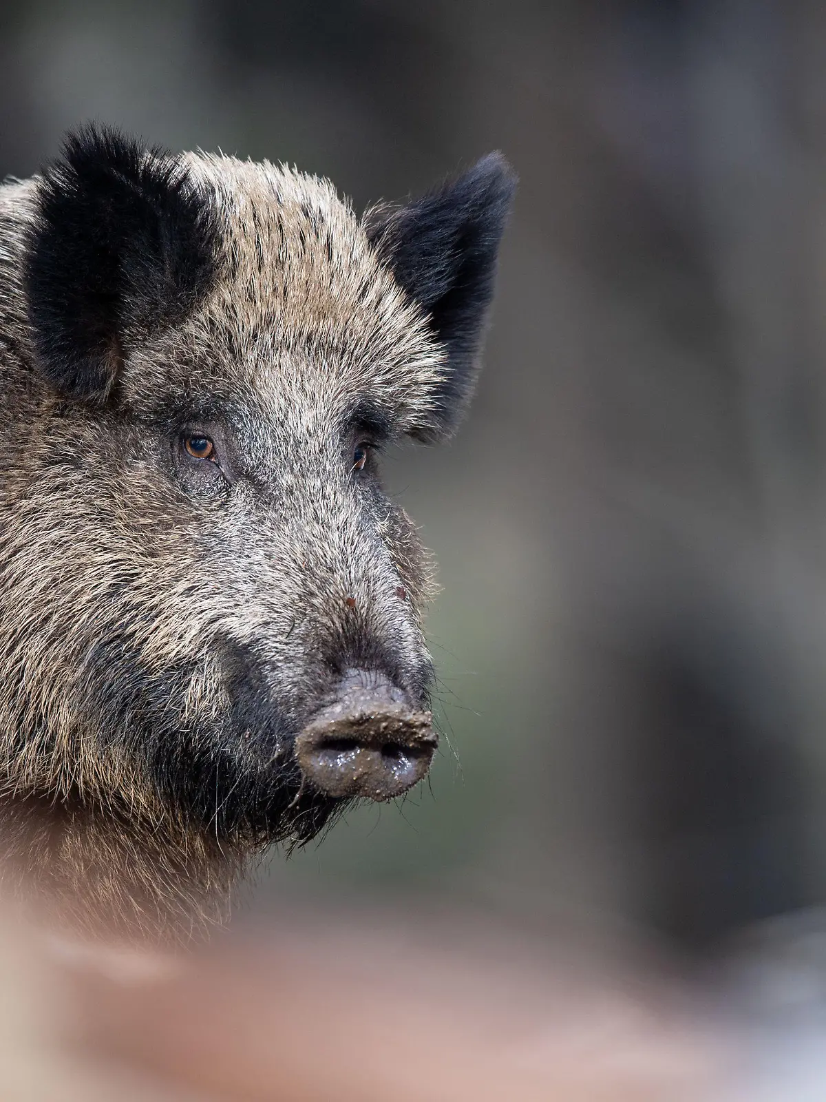 ARCHIV - 03.03.2019, Bayern, Neuschönau: Ein Wildschwein steht auf einem Plateau im Wald im Tier-Freigelände im Nationalparkzentrum Luse. (zu dpa «Wildschweine nerven Kommunen») Foto: Lino Mirgeler/dpa +++ dpa-Bildfunk +++