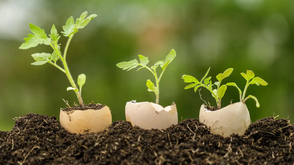 Wie man Eierschalen im Haushalt wiederverwertet