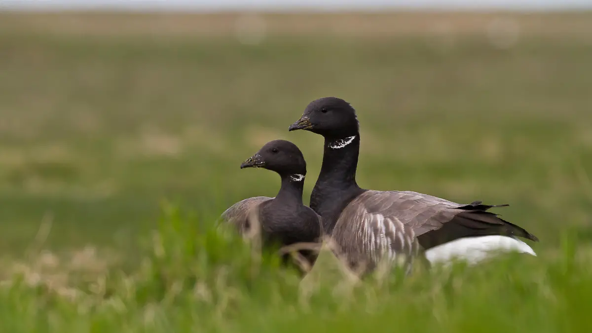 Ringelgänse anschauen auf Hallig Hooge.