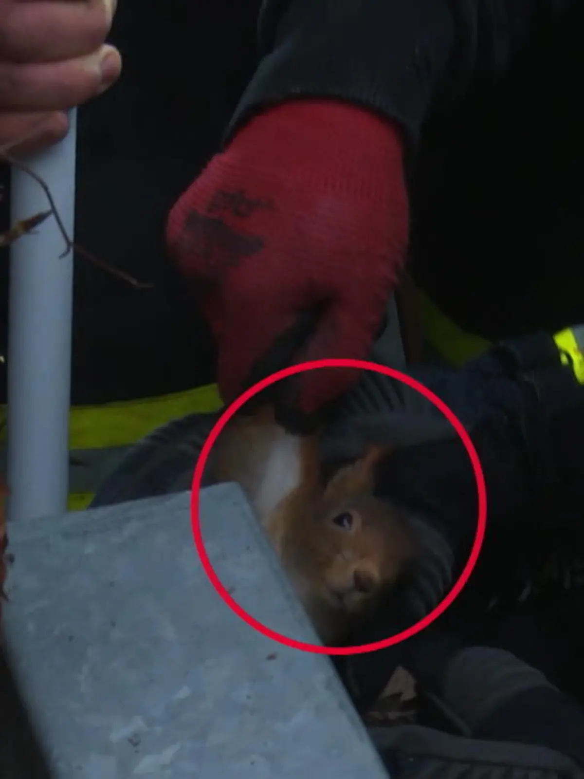 Bild zu: "Eichhörnchen fällt kopfüber in hohlen Metallpfahl"